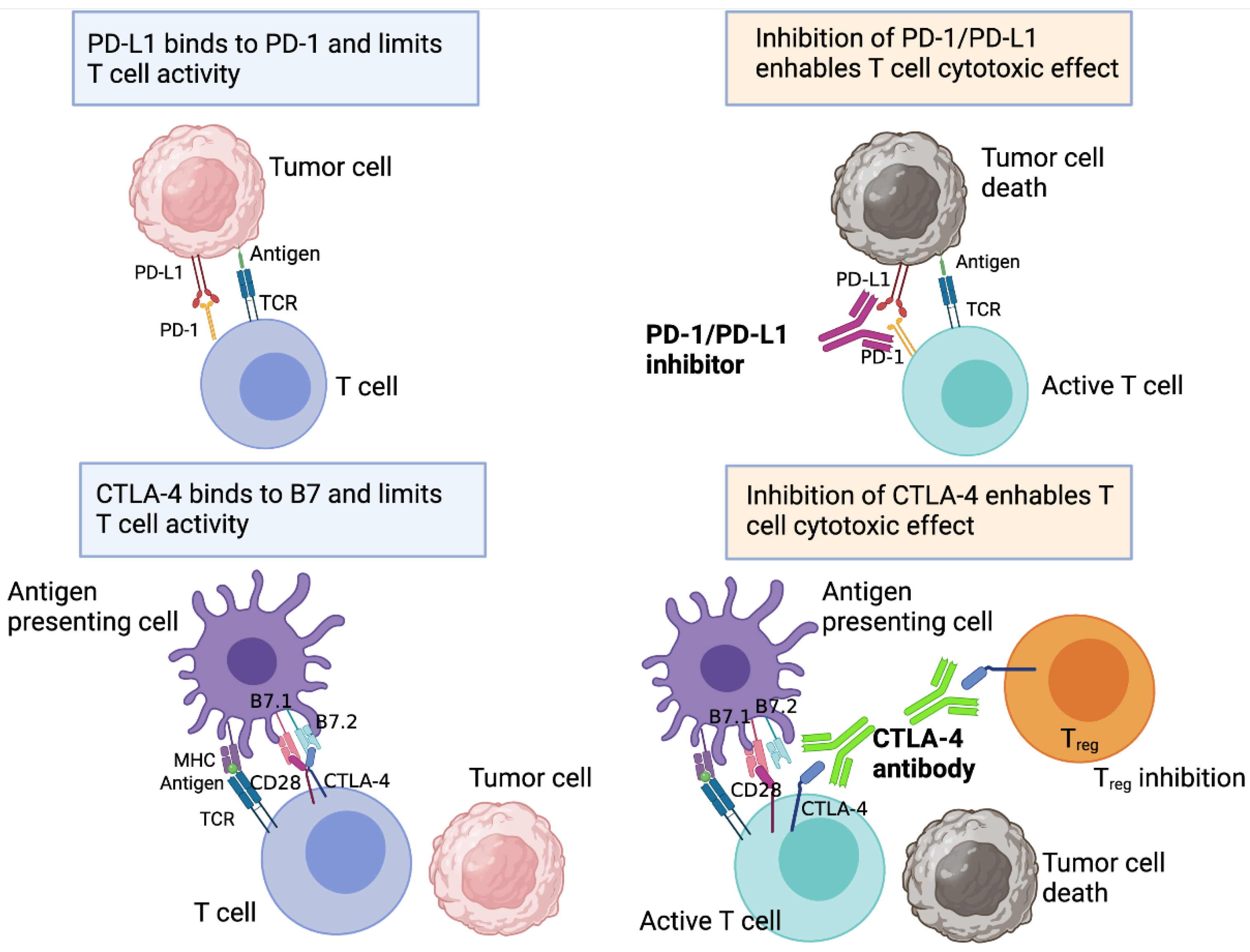 Cancers 13 05207 g001