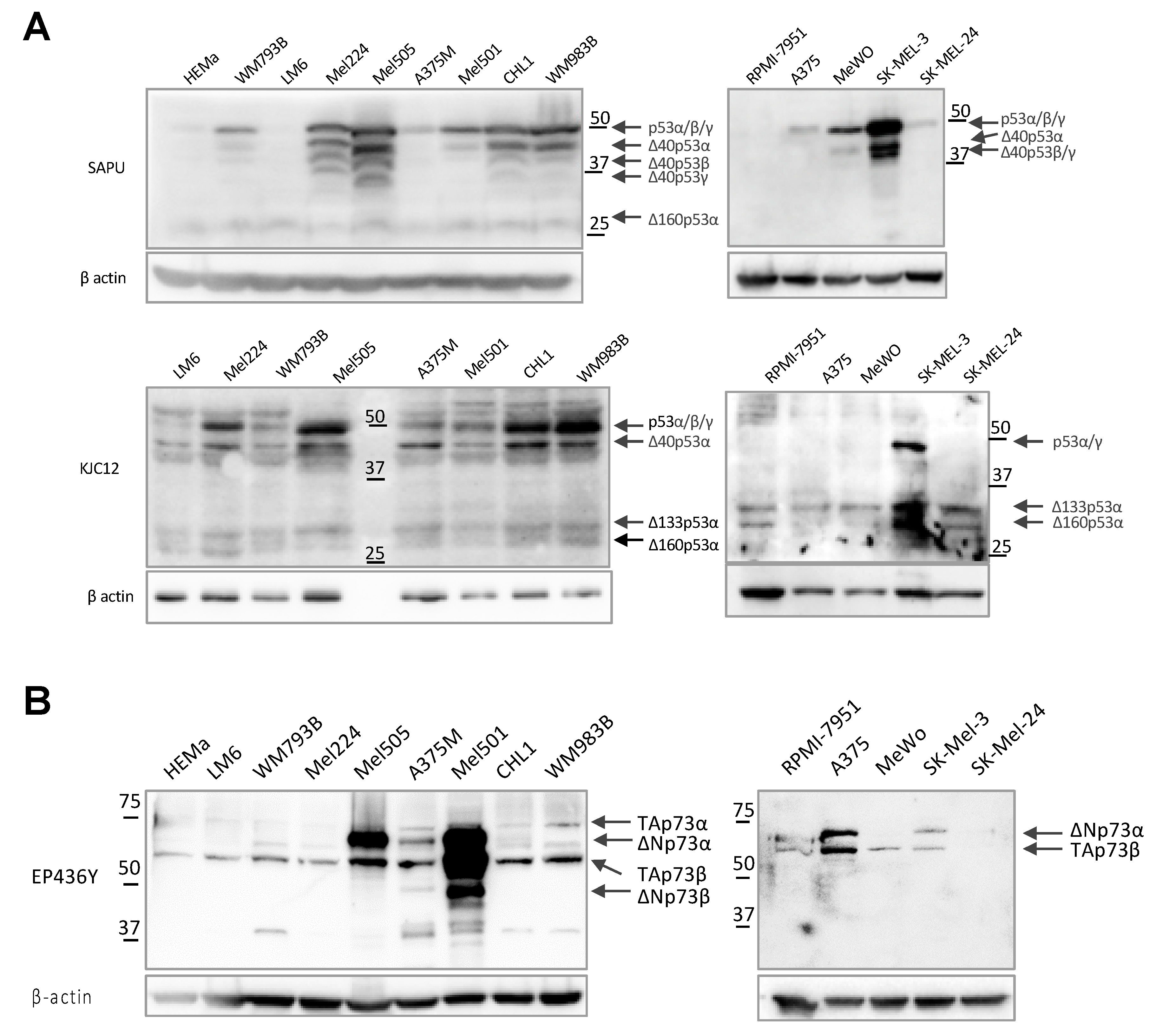 Cancers 13 05231 g002 550