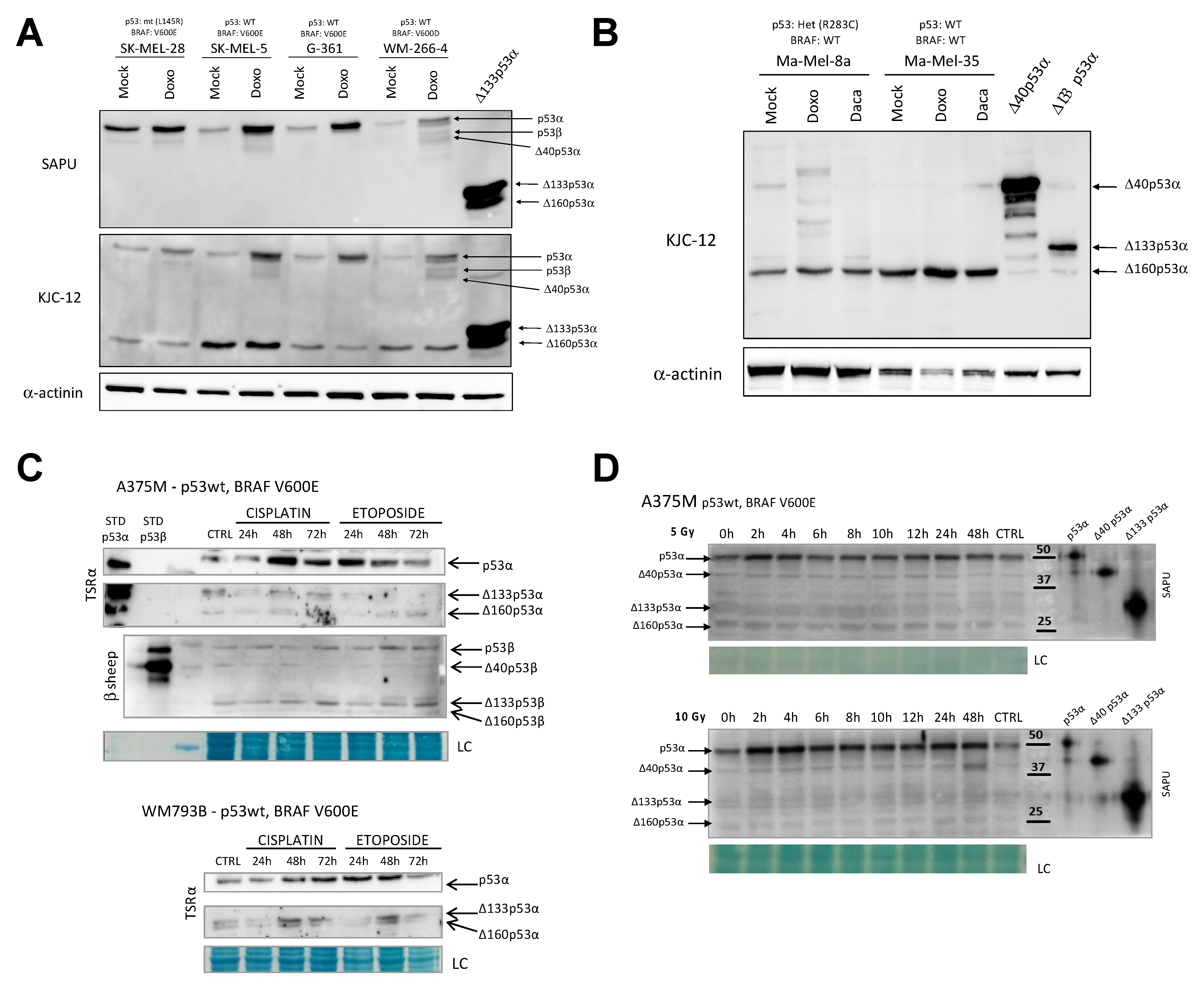 Cancers 13 05231 g003 550