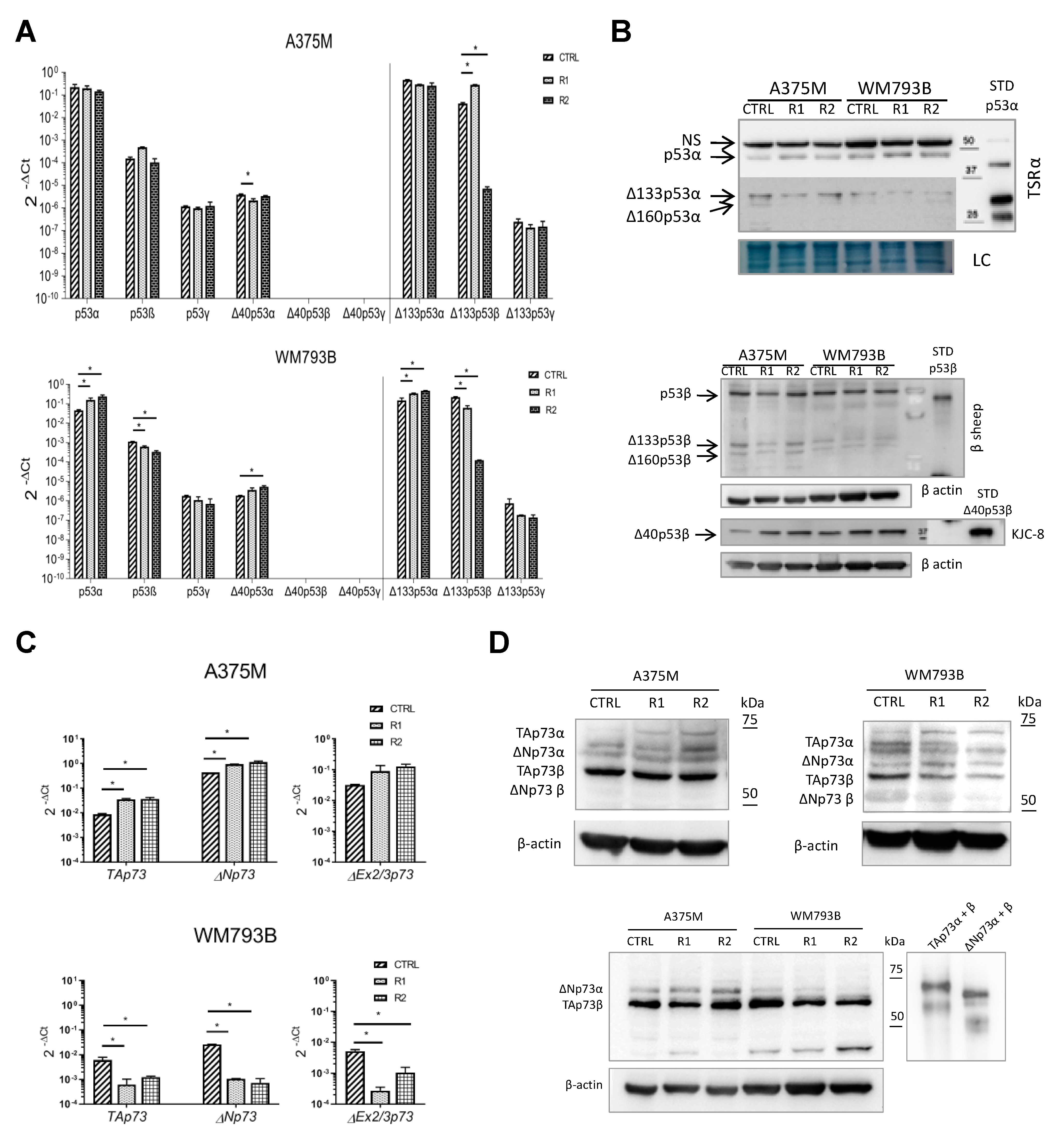 Cancers 13 05231 g006 550