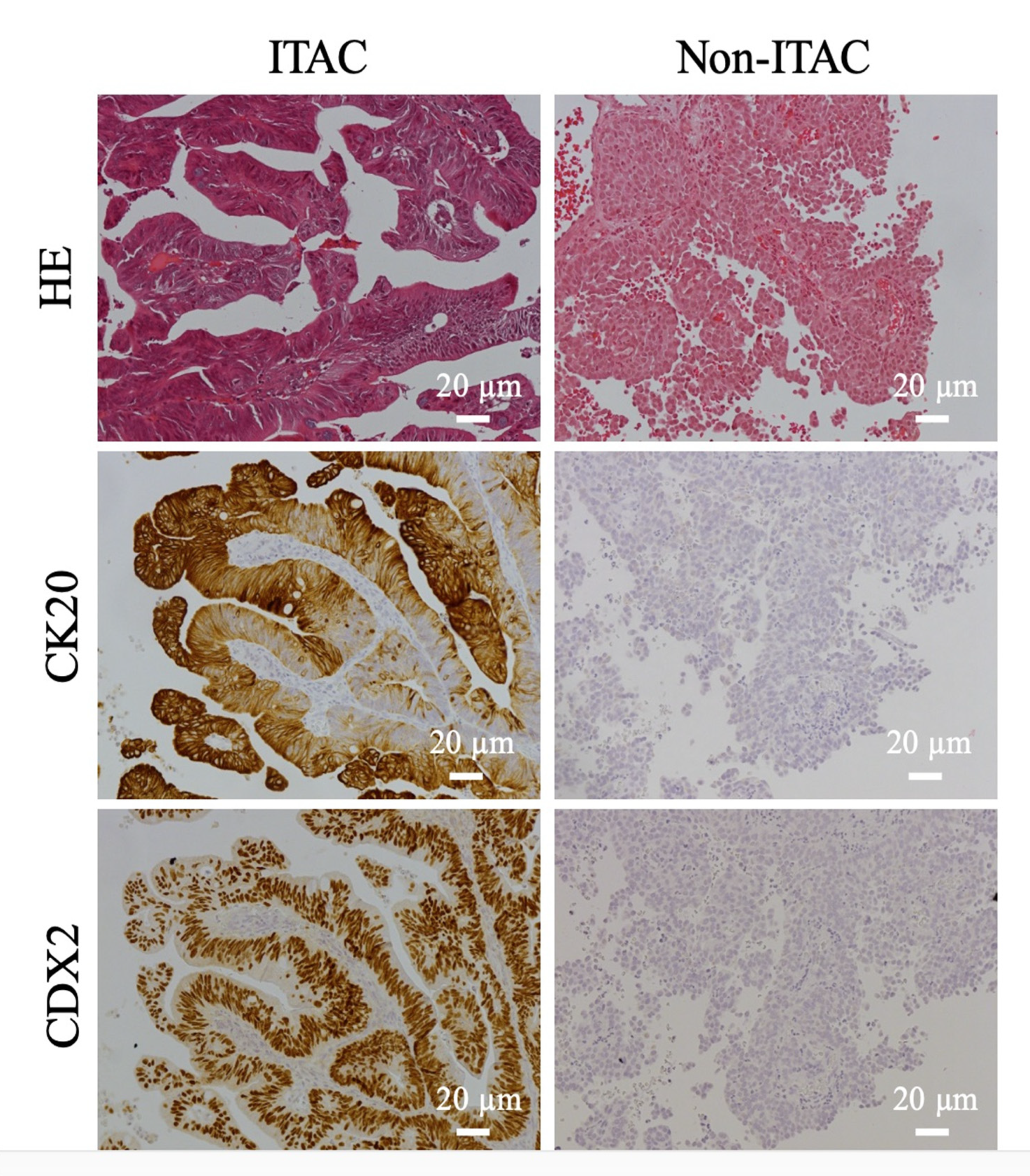 Cancers 13 05245 g002