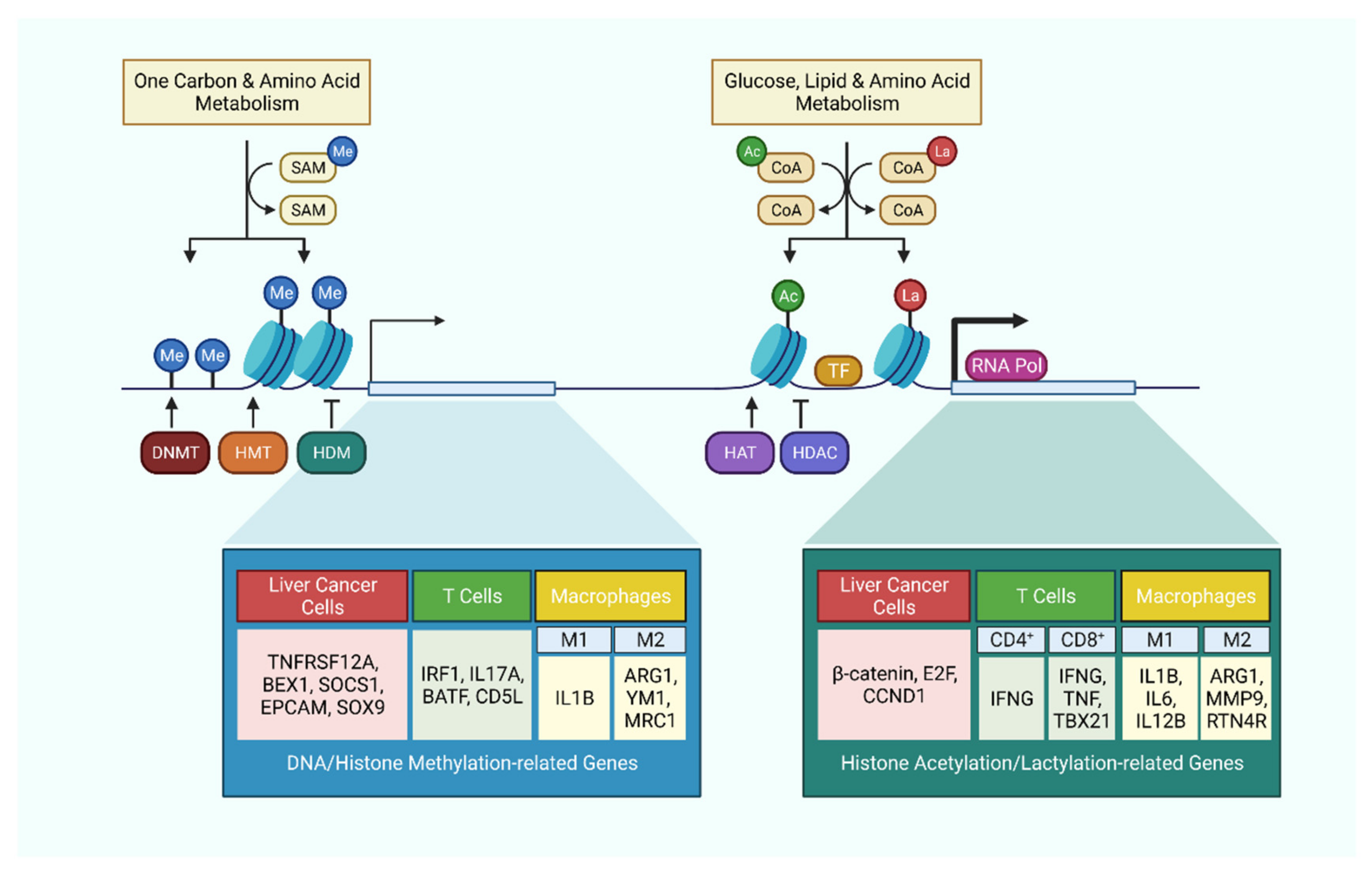 Cancers 13 05250 g002 Cancers 13 05250 g002