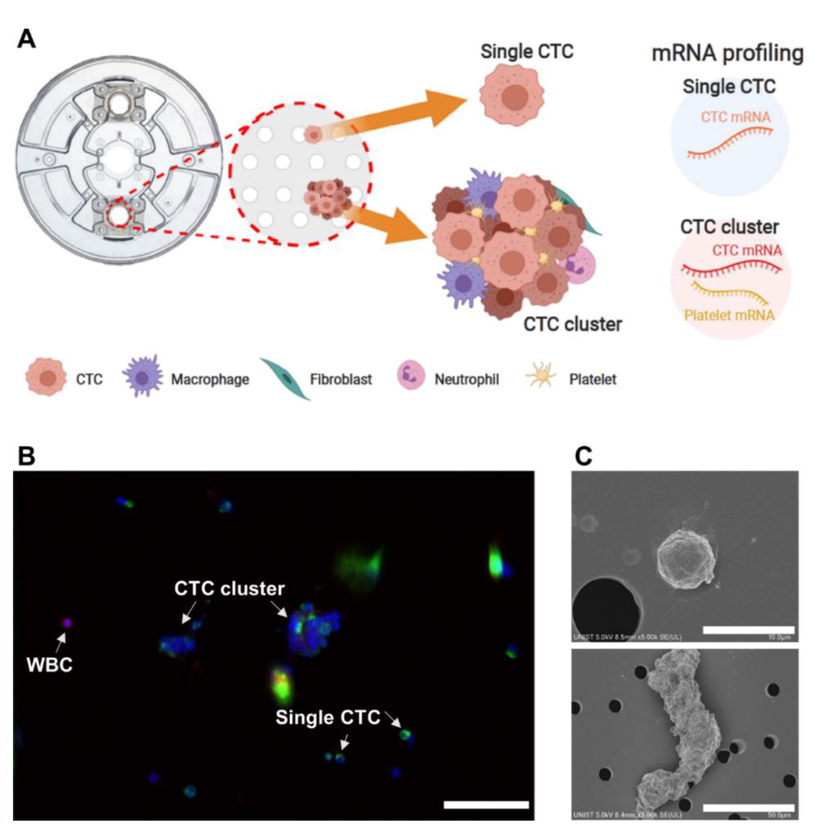 Cancers 13 05272 g001