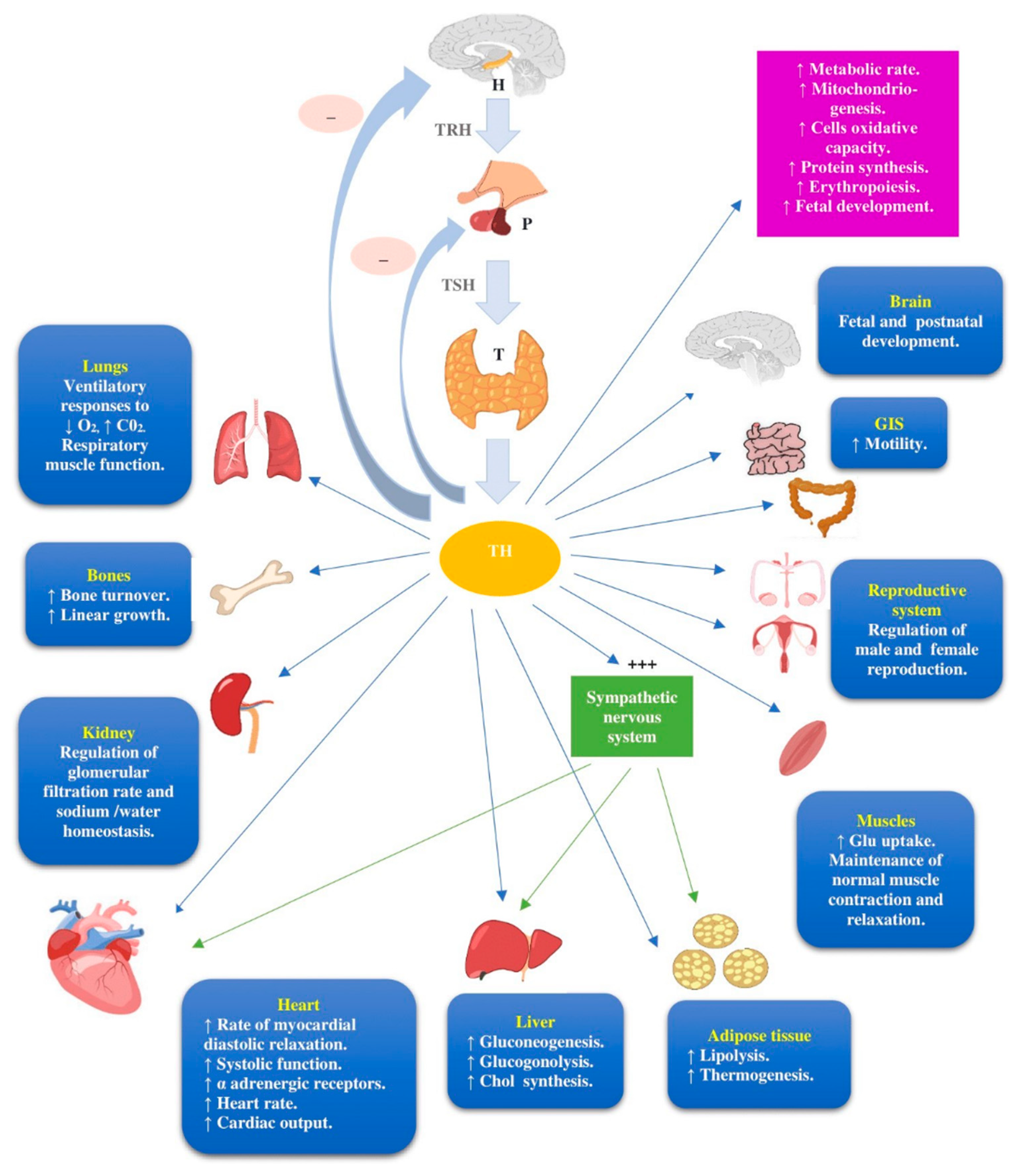 Cancers 13 05277 g001 550