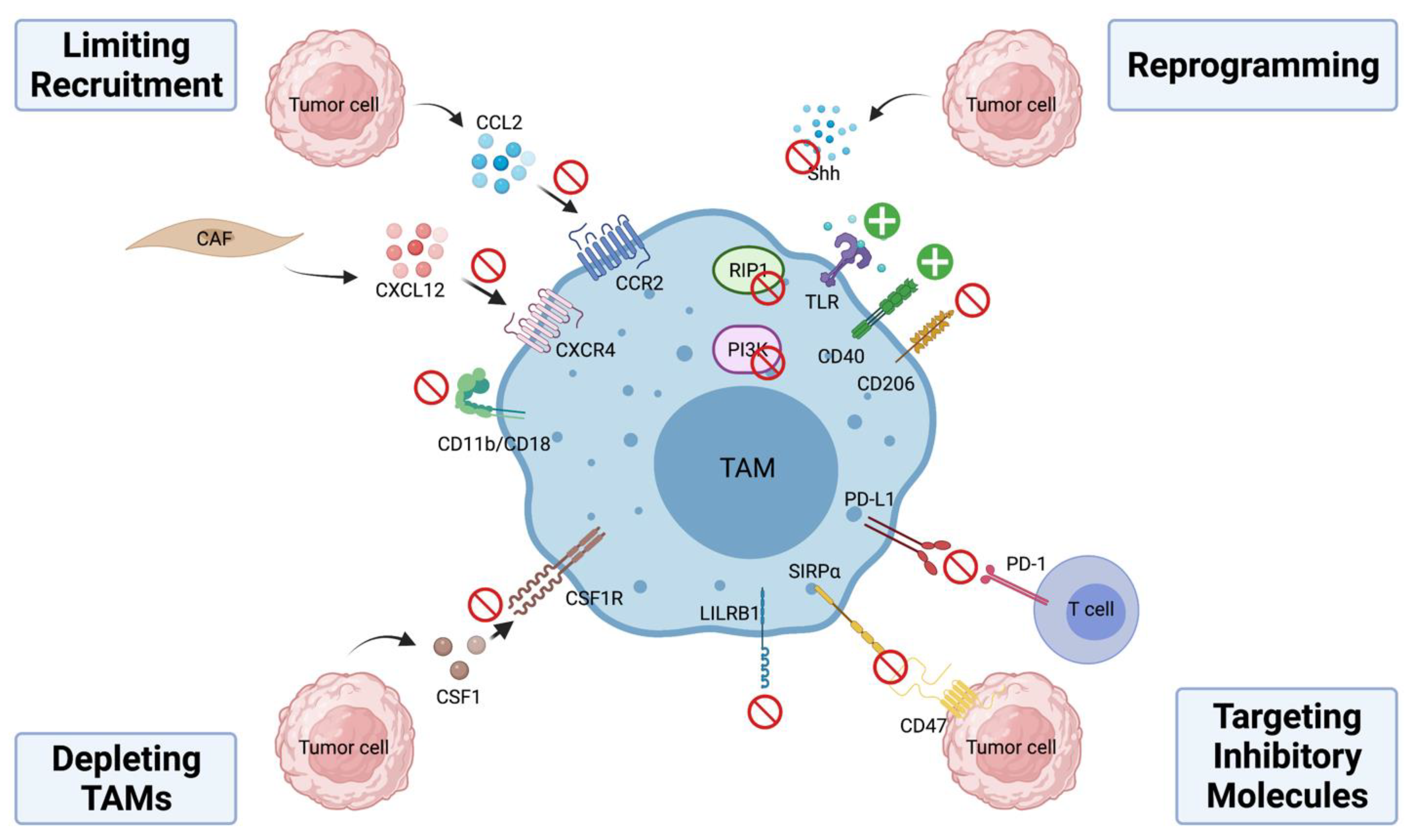 Cancers 13 05318 g002 Cancers 13 05318 g002