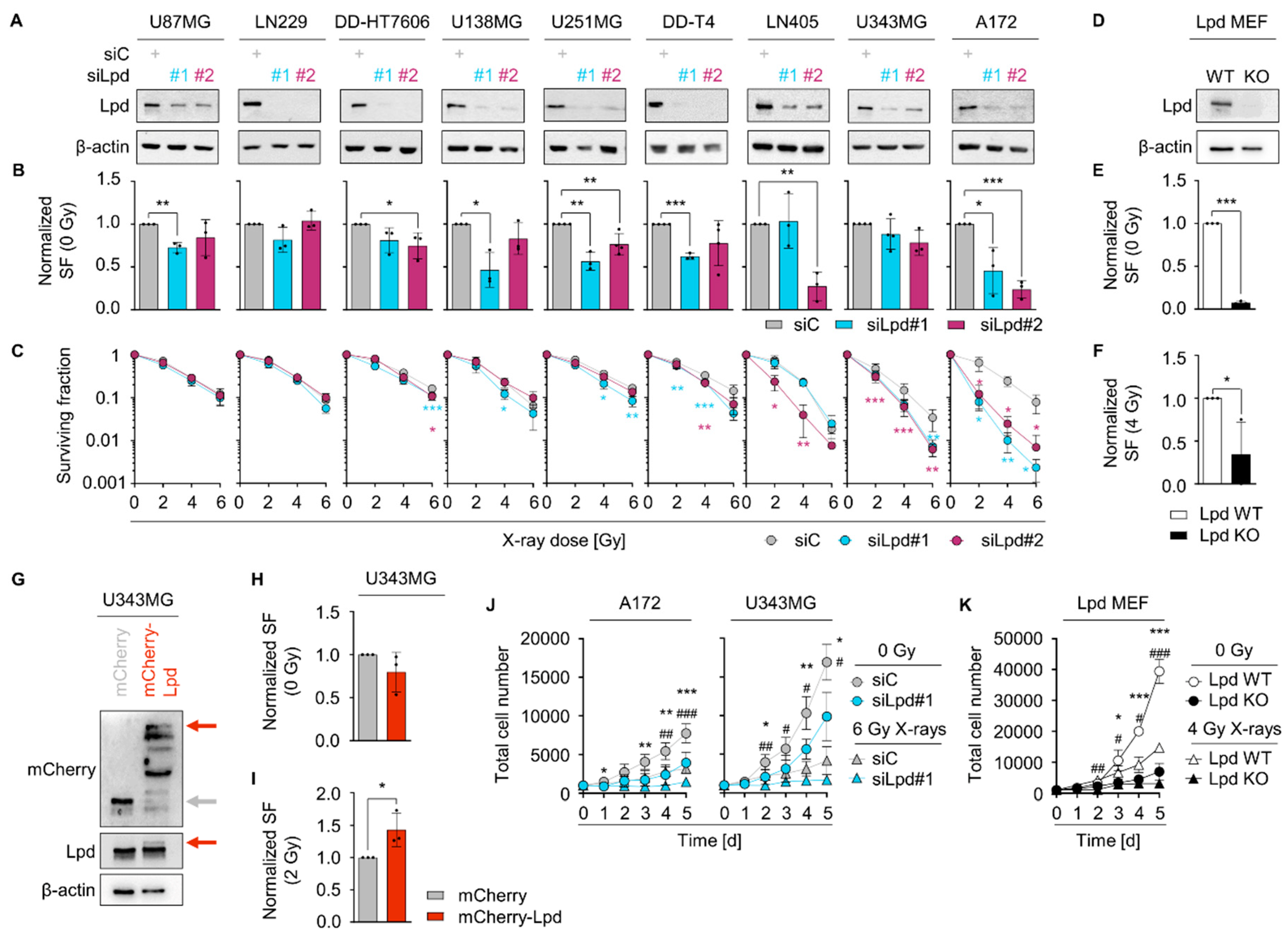 Cancers 13 05337 g002