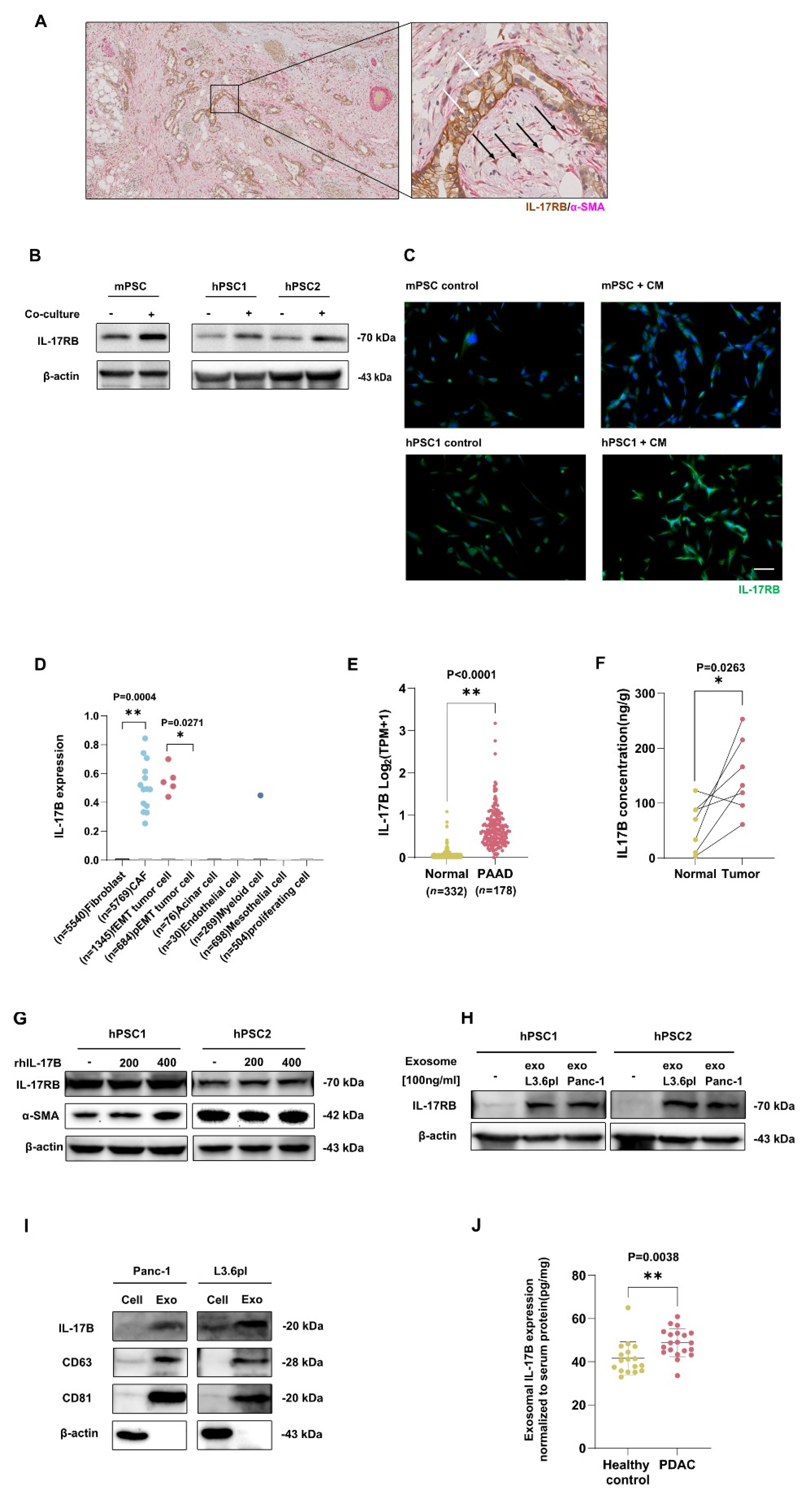 Cancers 13 05338 g001 550
