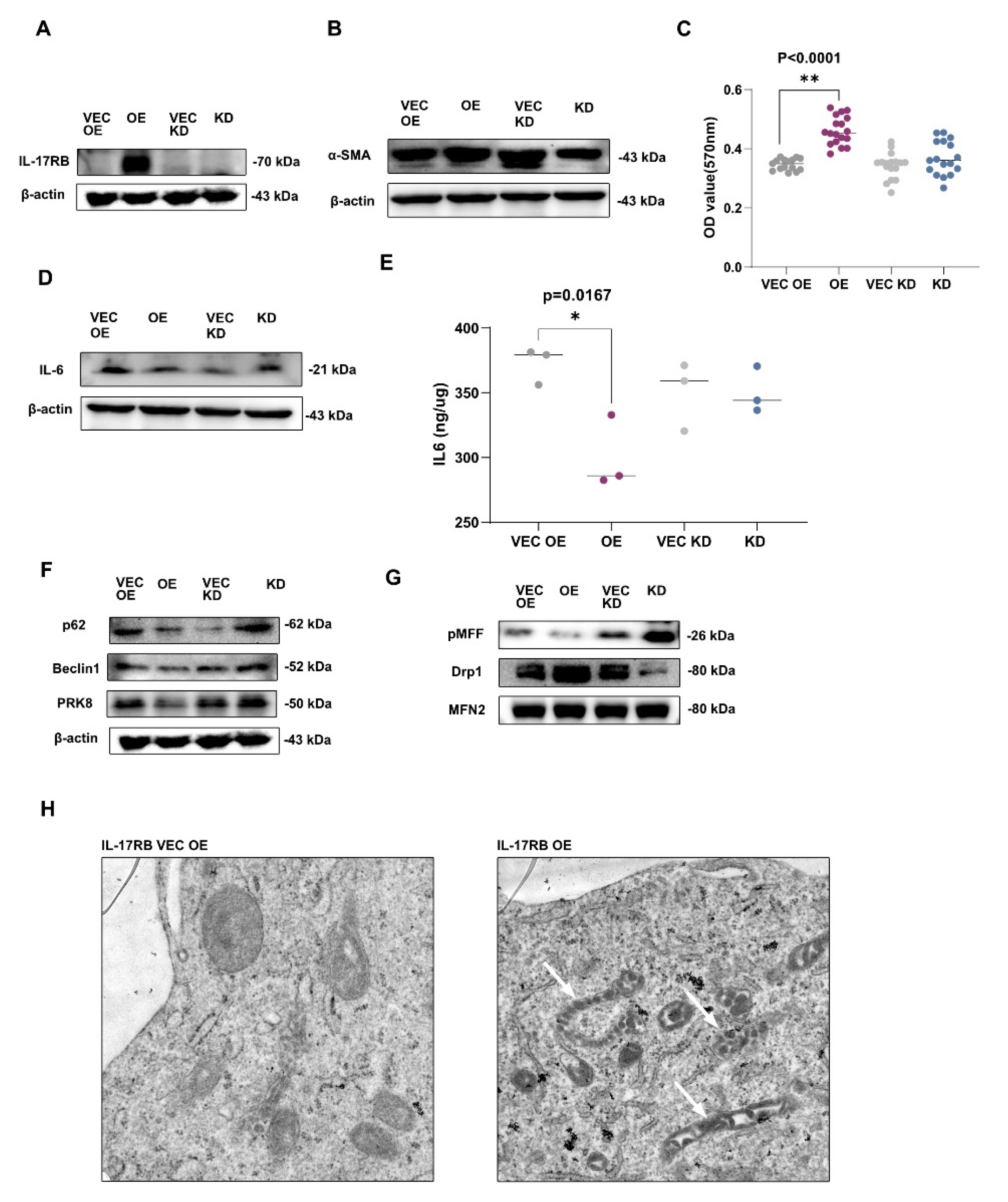 Cancers 13 05338 g002 550