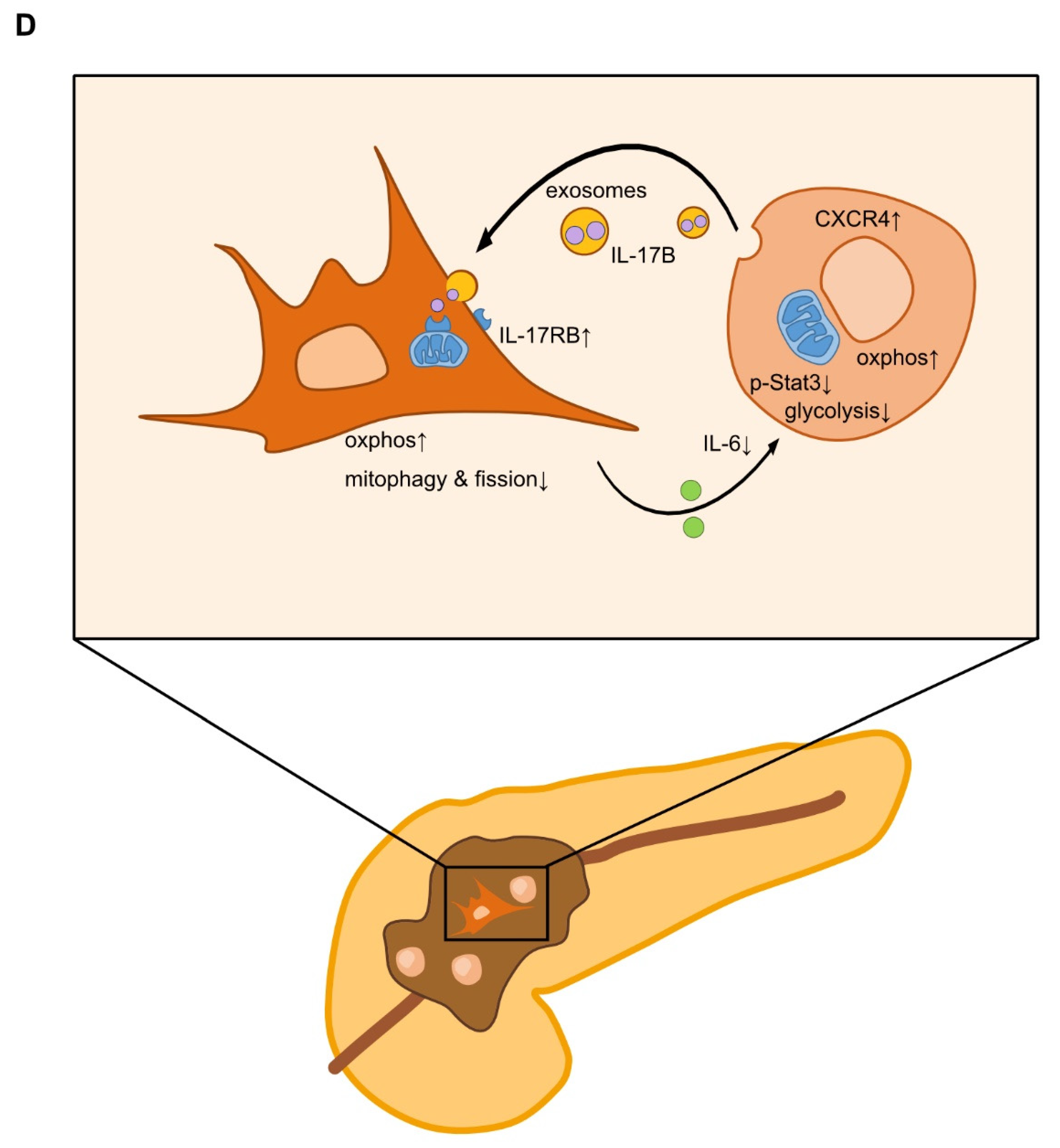 Cancers 13 05338 g006b 550