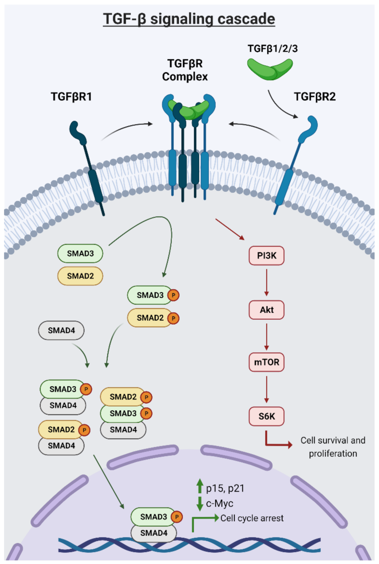 Cancers 13 05343 g001 550