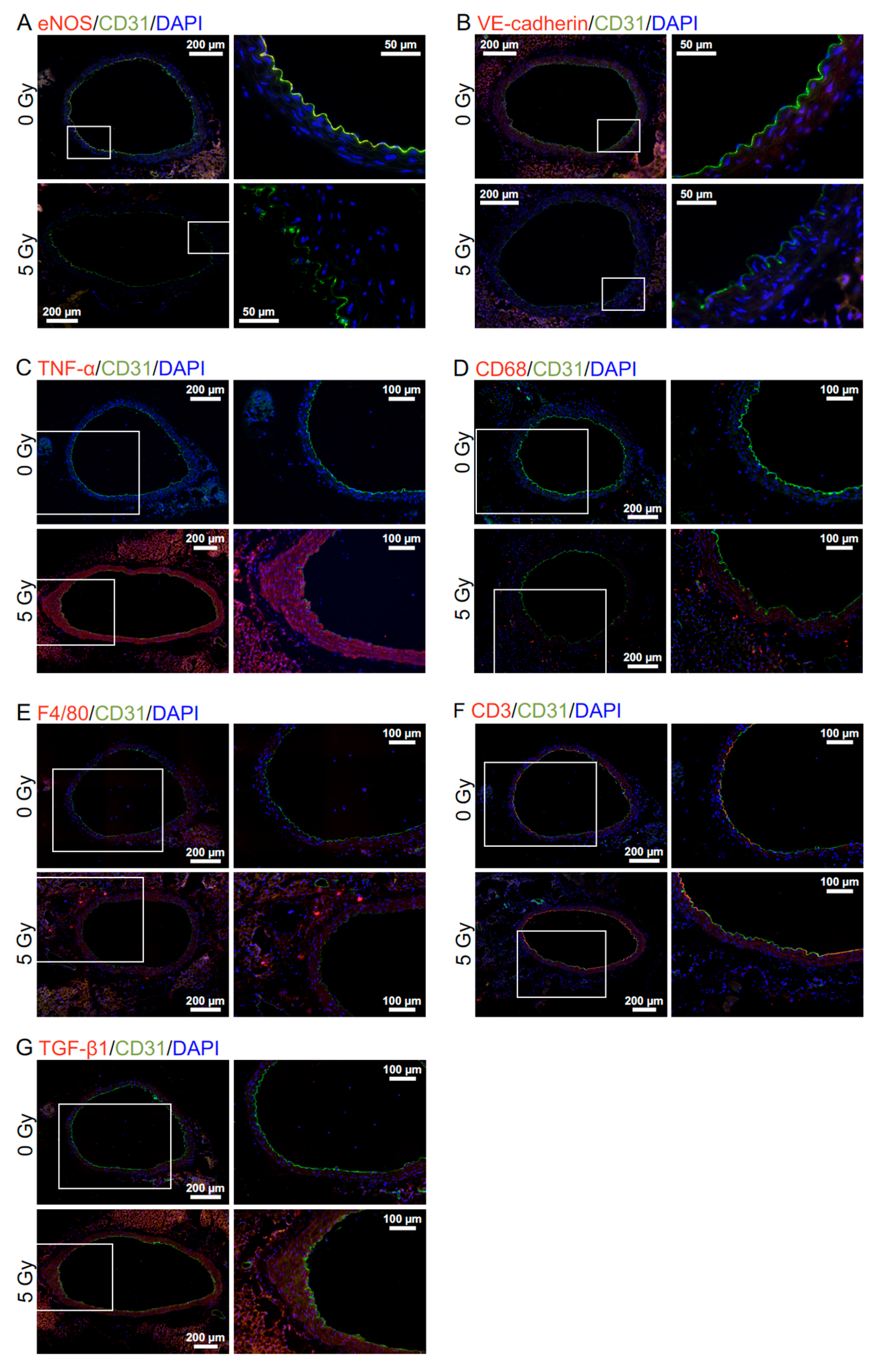 Cancers 13 05344 g002 550