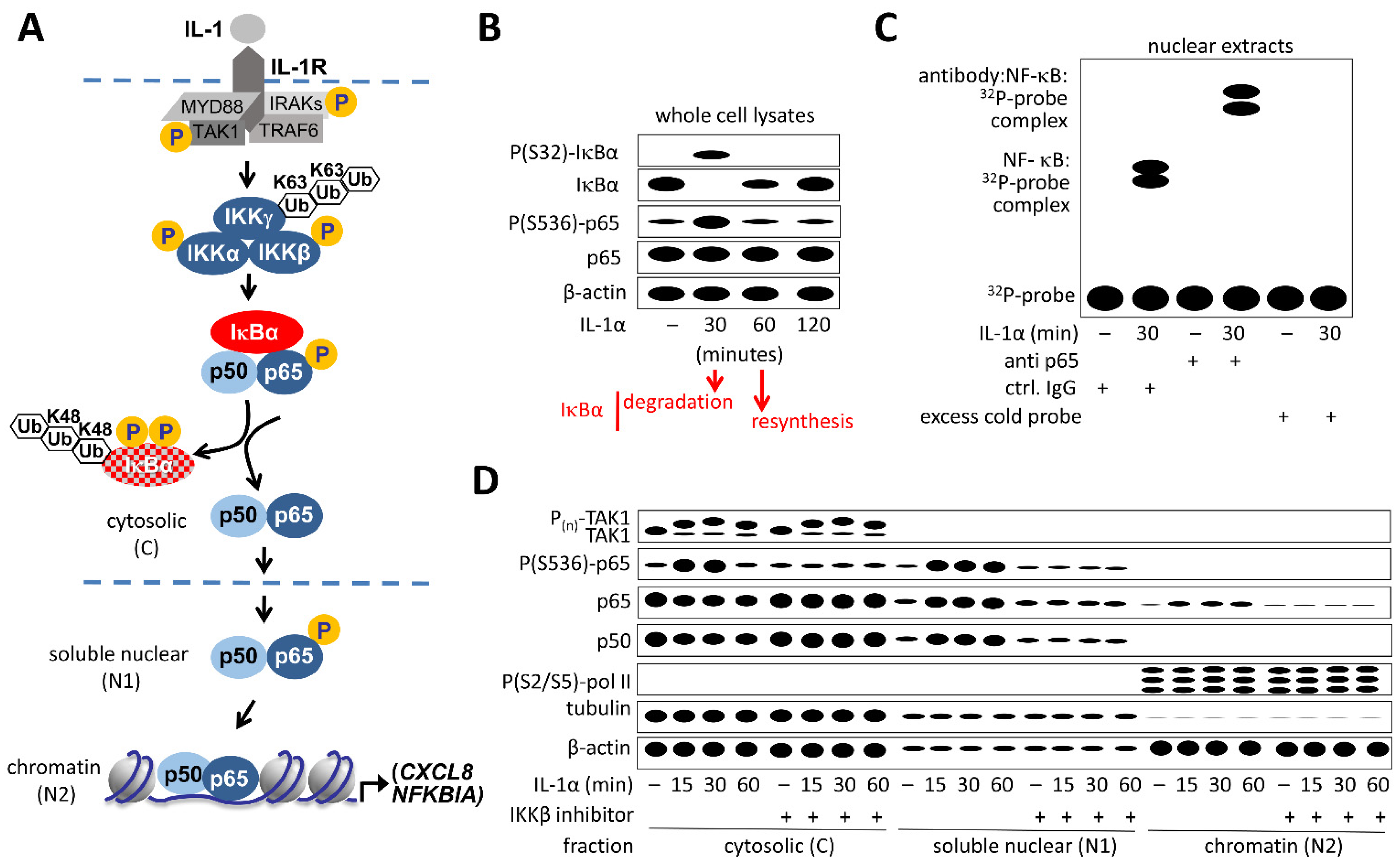 Cancers 13 05351 g003