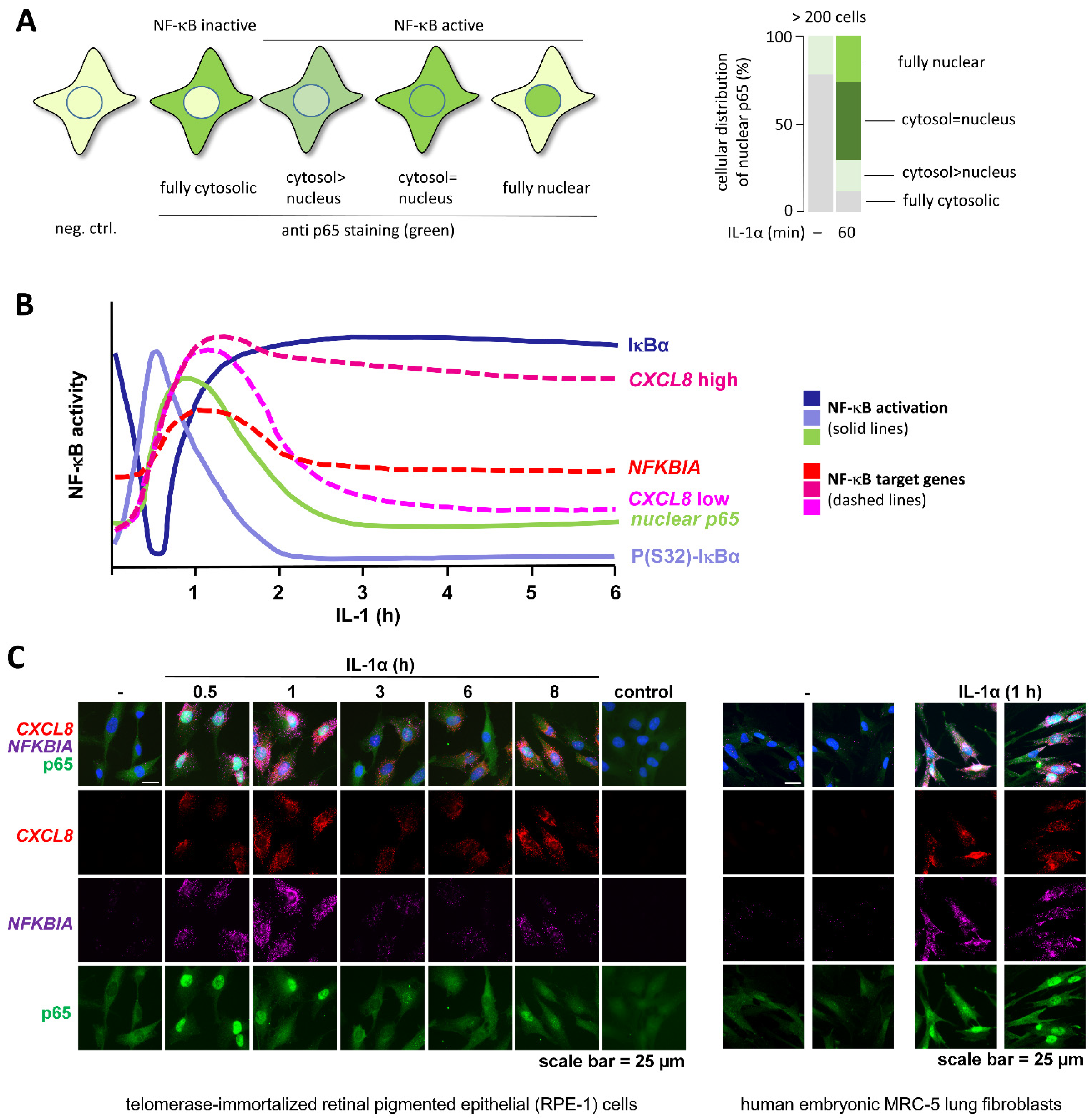 Cancers 13 05351 g004