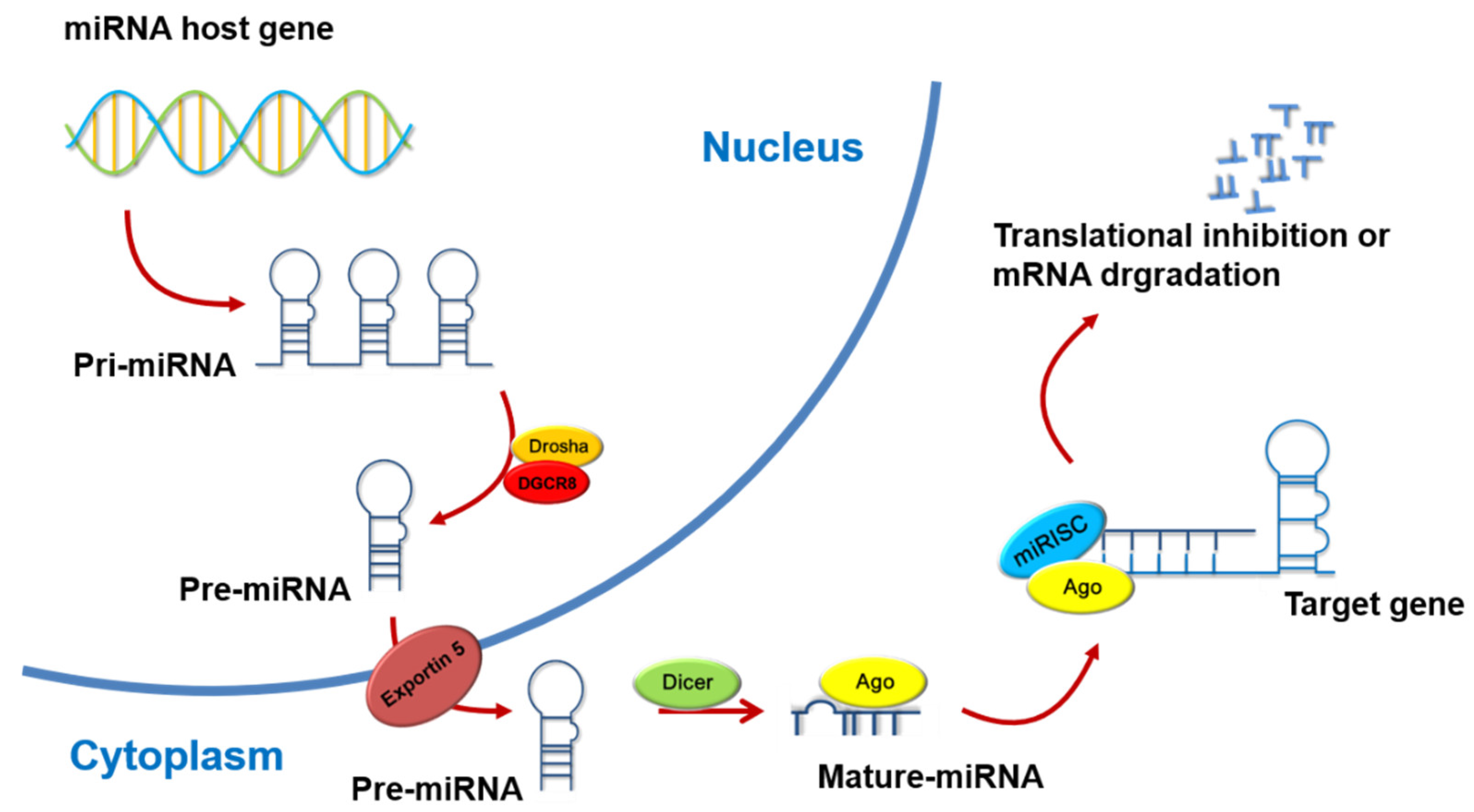 Cancers 13 05361 g001 550