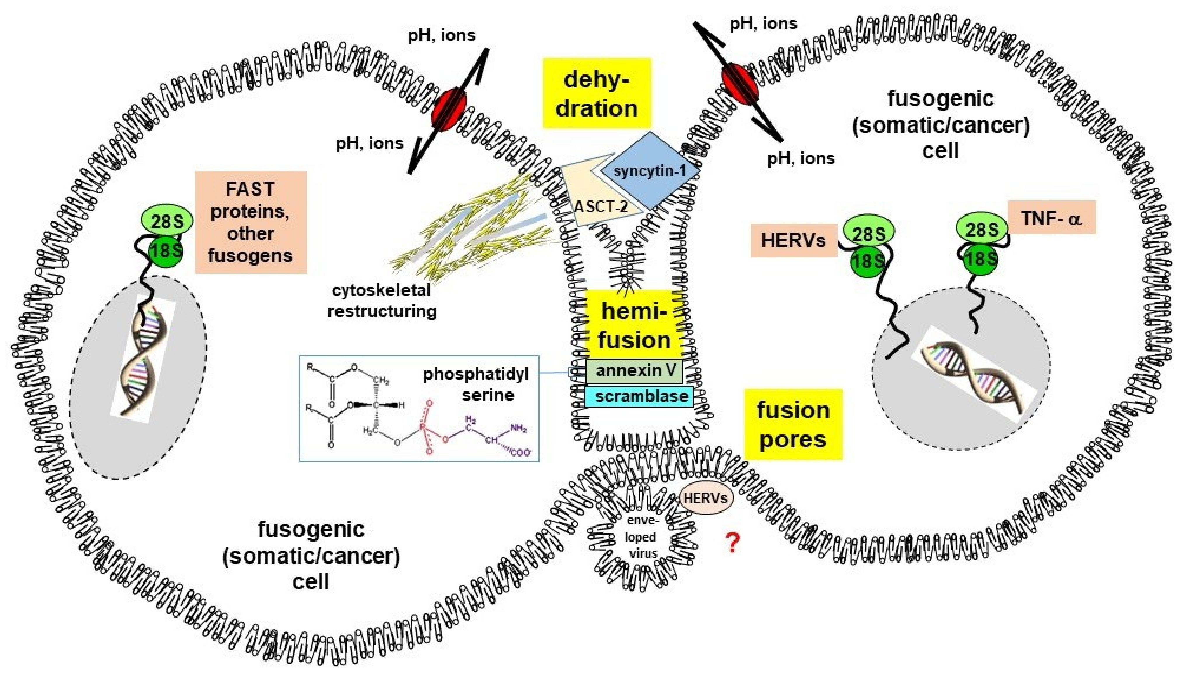 Cancers 13 05363 g001 Cancers 13 05363 g001