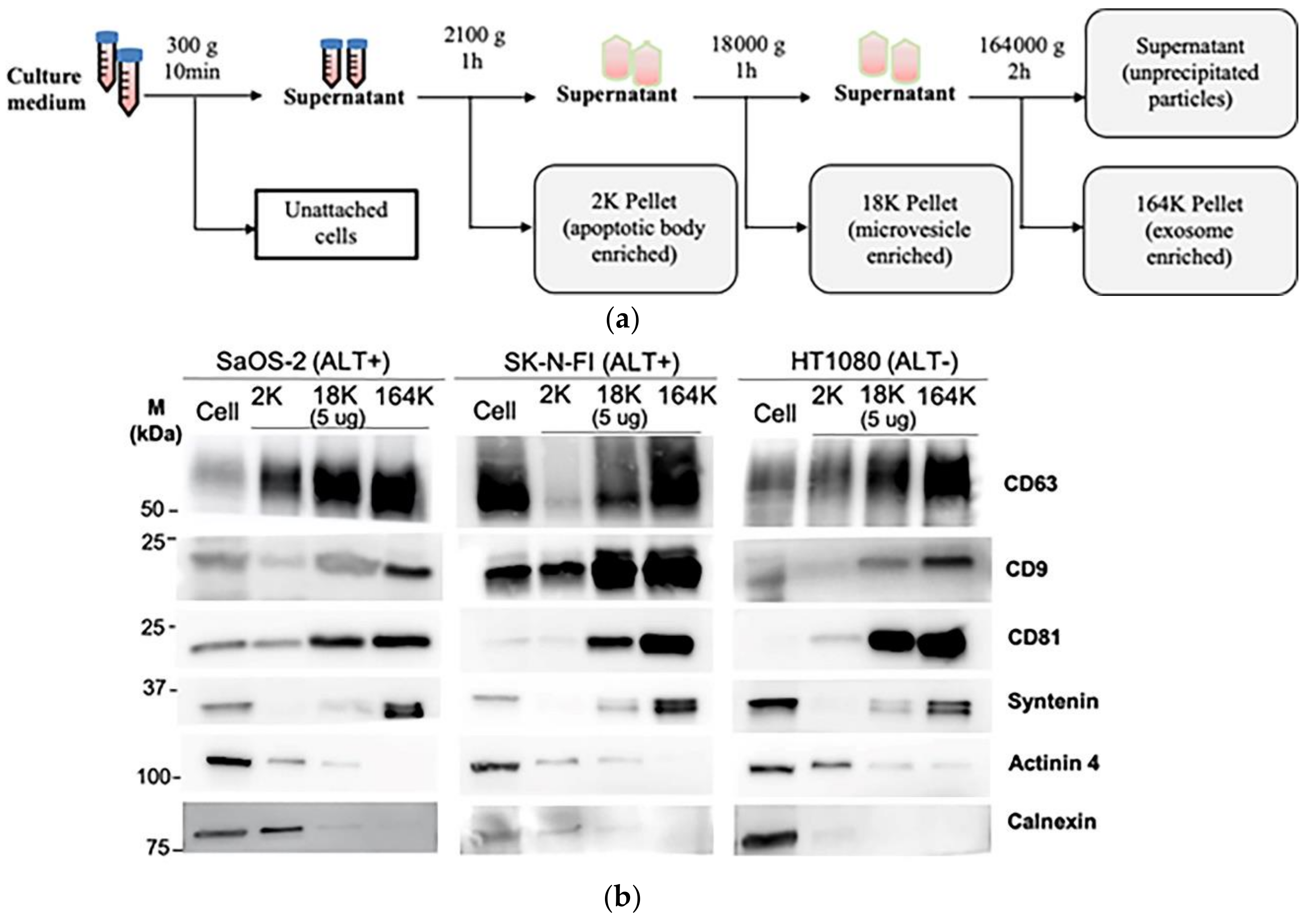Cancers 13 05369 g001a