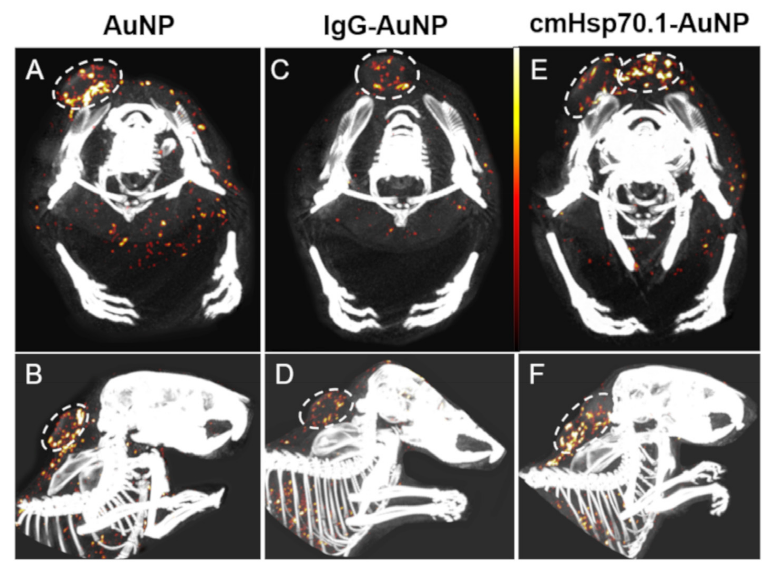 Cancers 13 05370 g007 Cancers 13 05370 g007