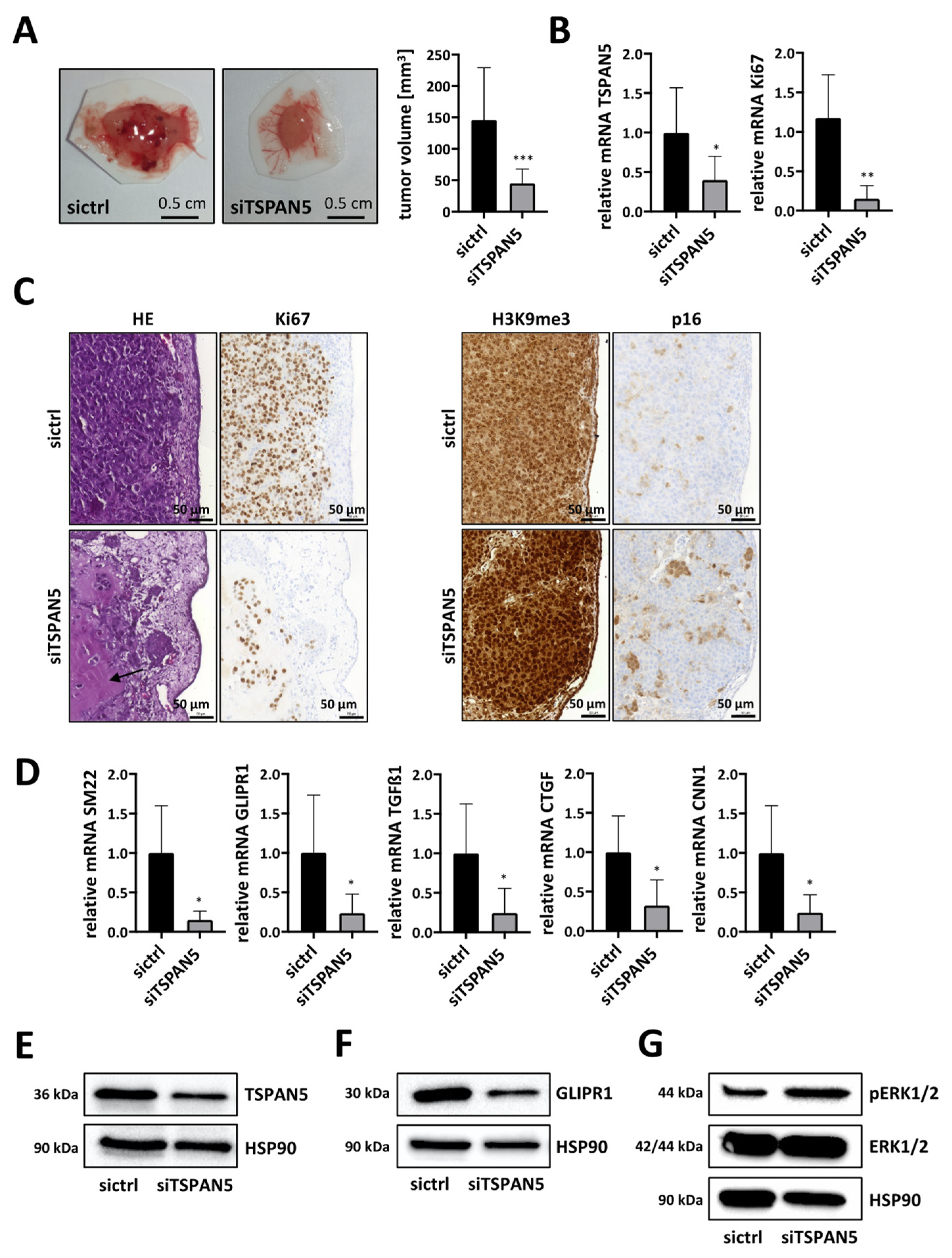 Cancers 13 05373 g006
