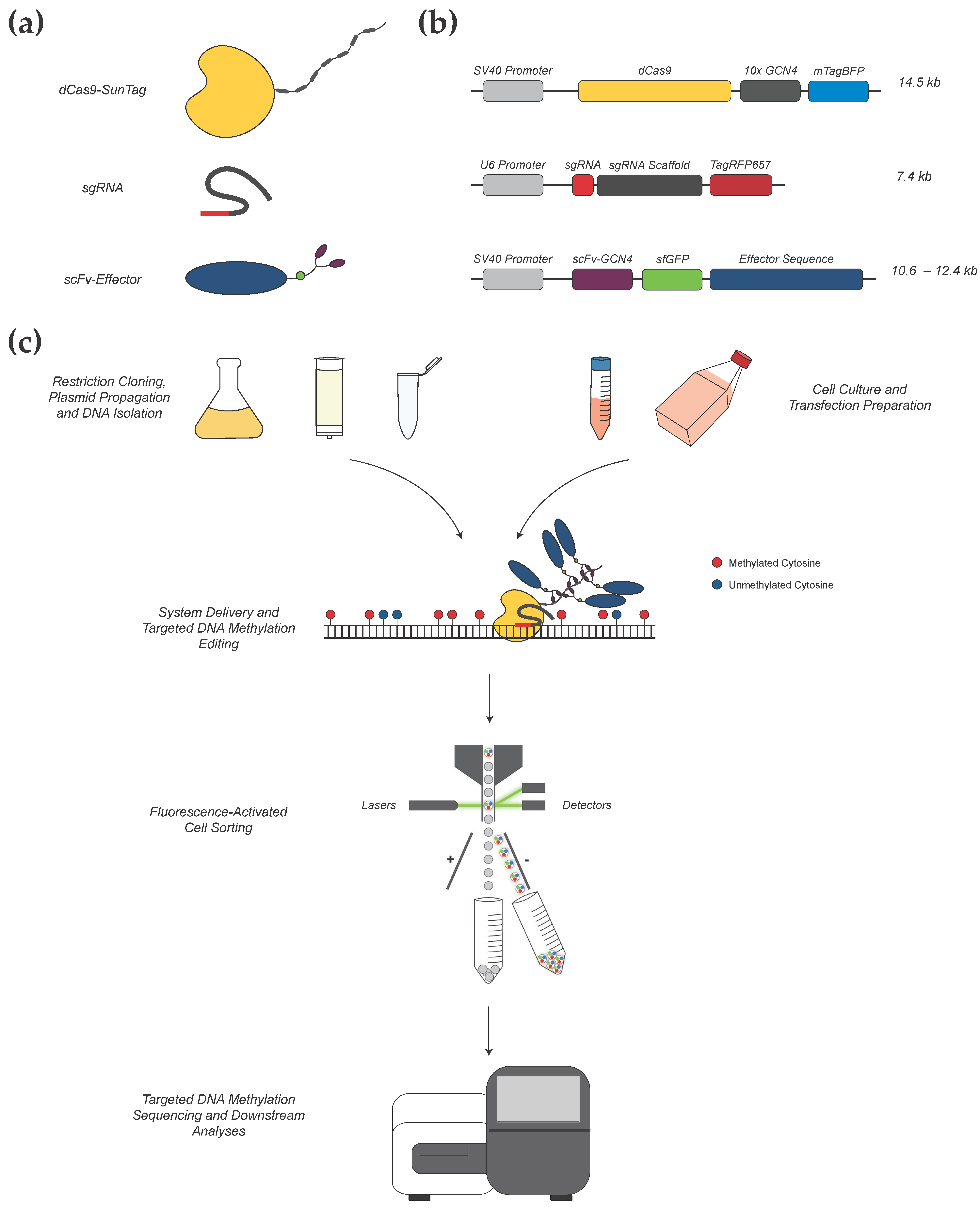 Cancers 13 05433 g001 550