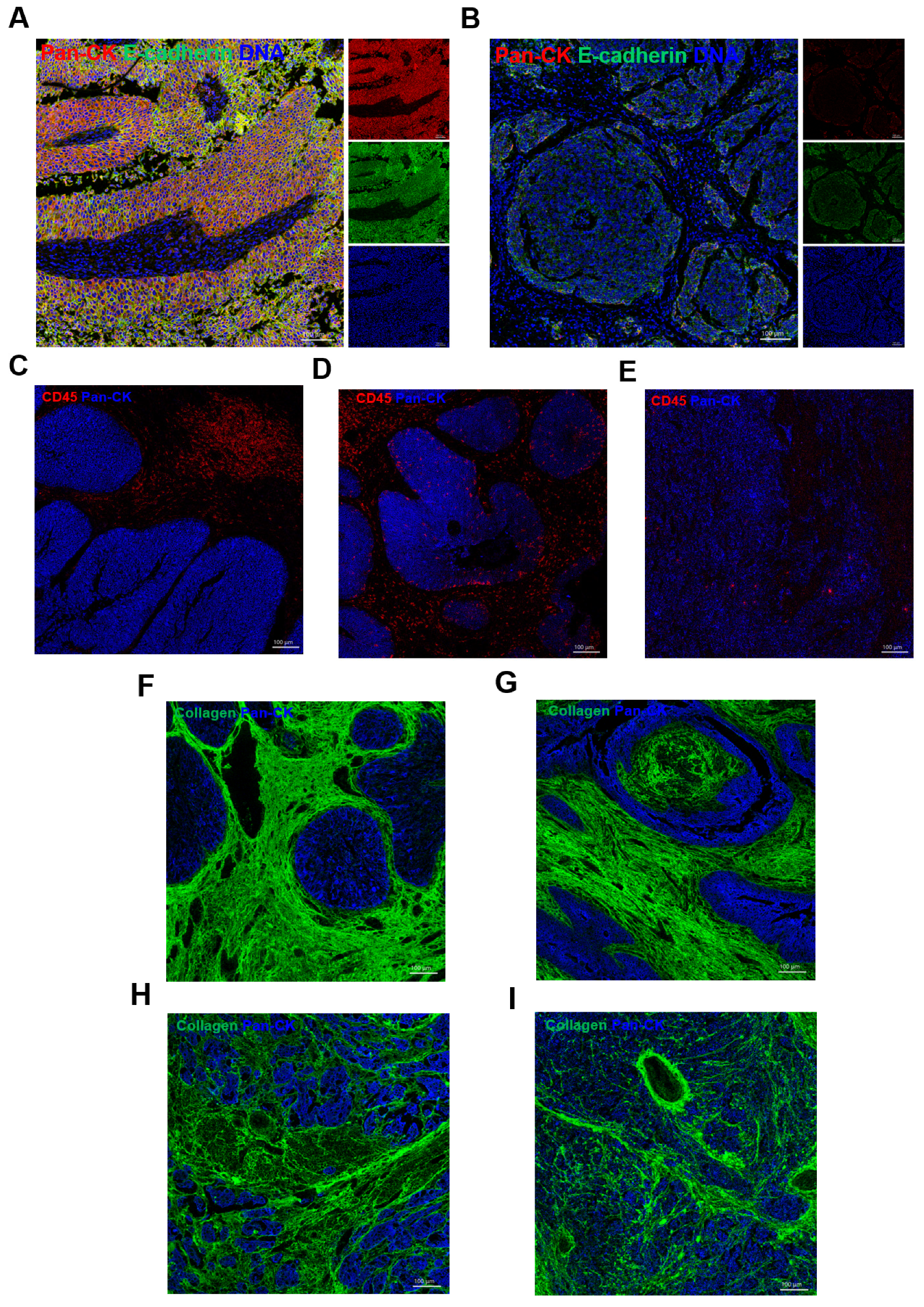 Cancers 13 05440 g006