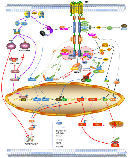 New landscapes and horizons in hepatocellular carcinoma
