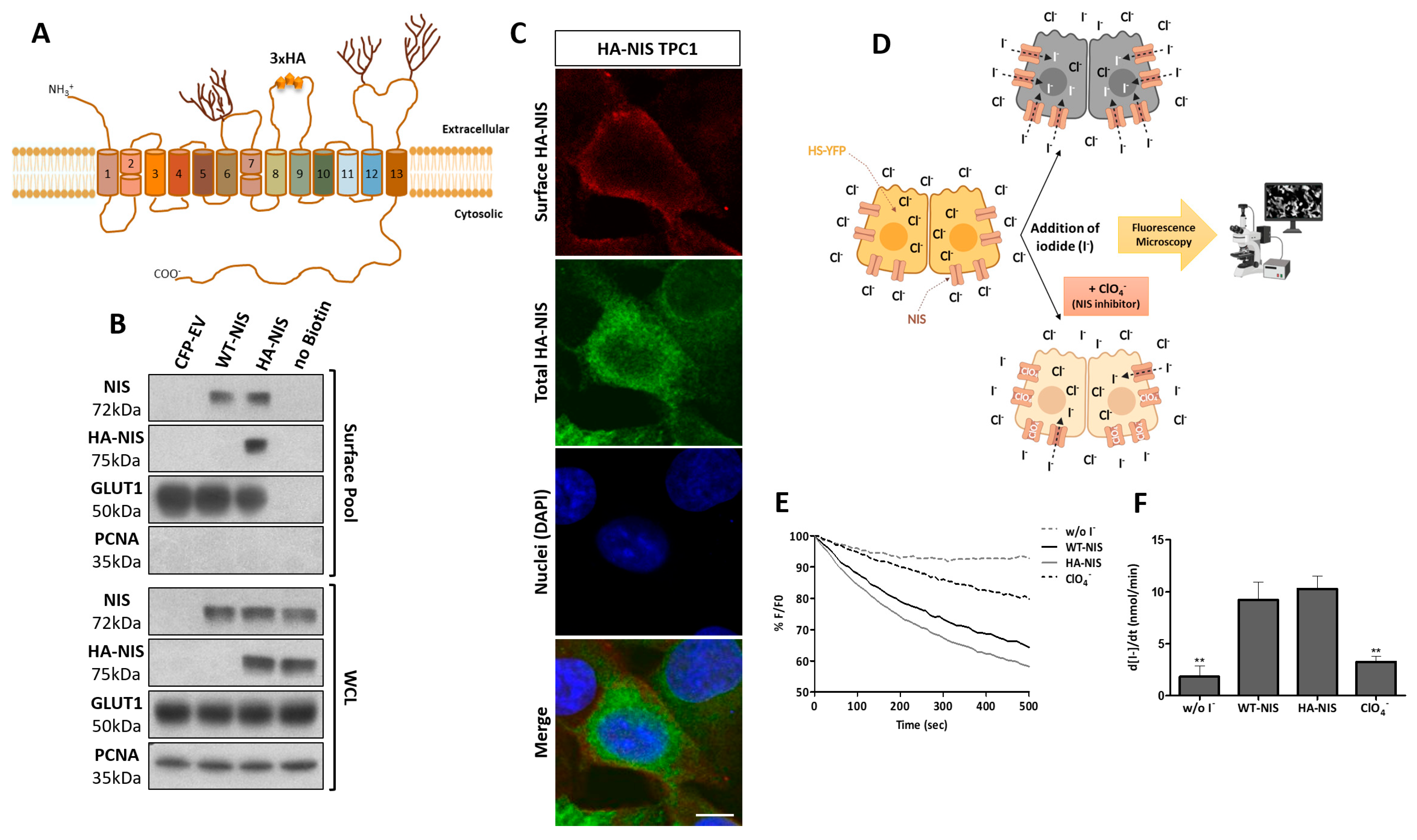 Cancers 13 05460 g001