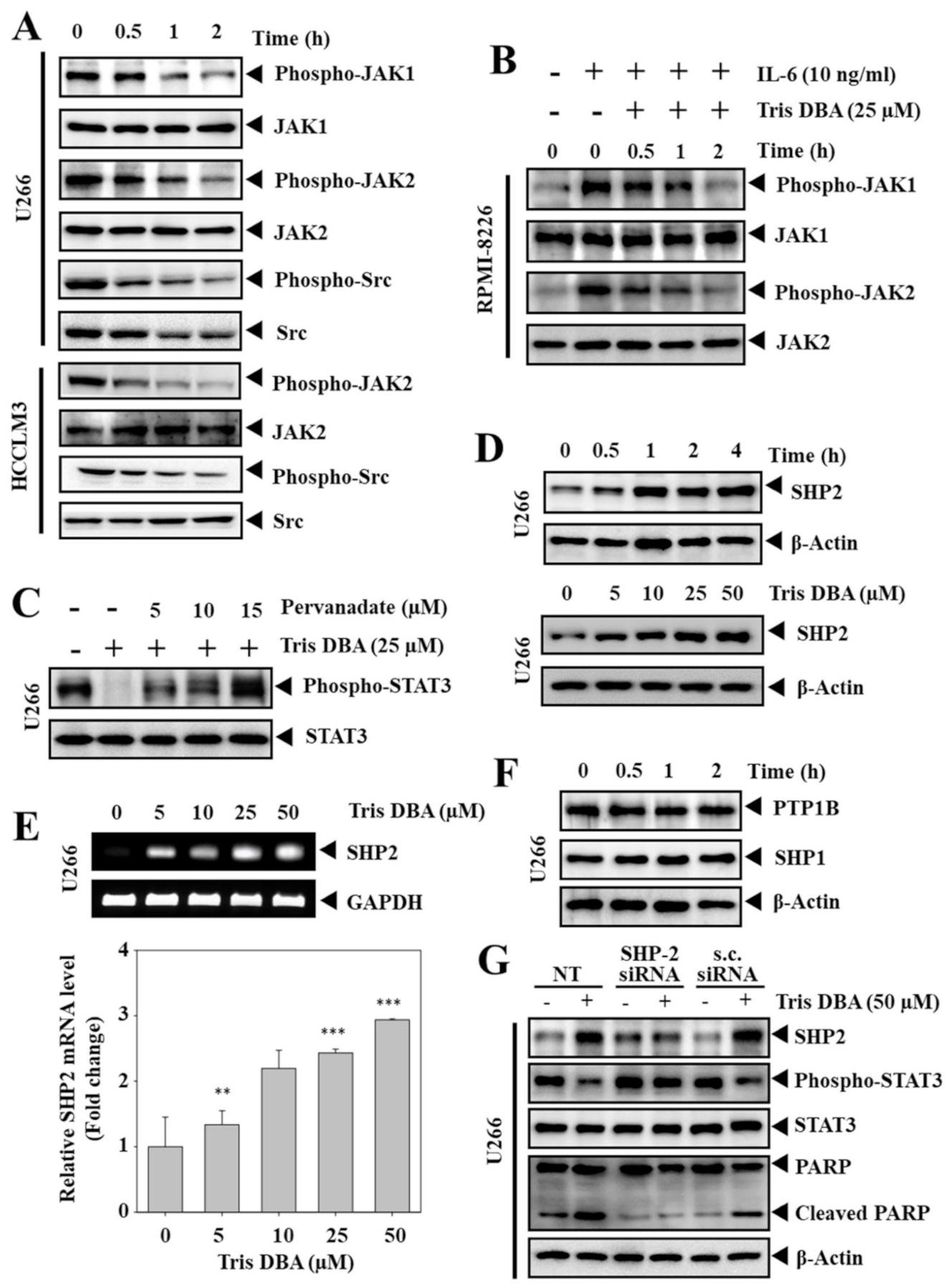 Cancers 13 05479 g004 550