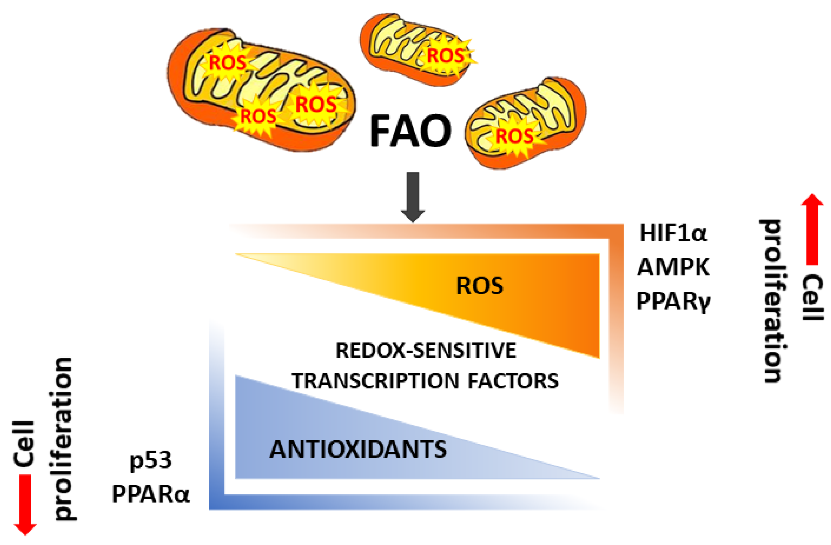 Cancers 13 05484 g002