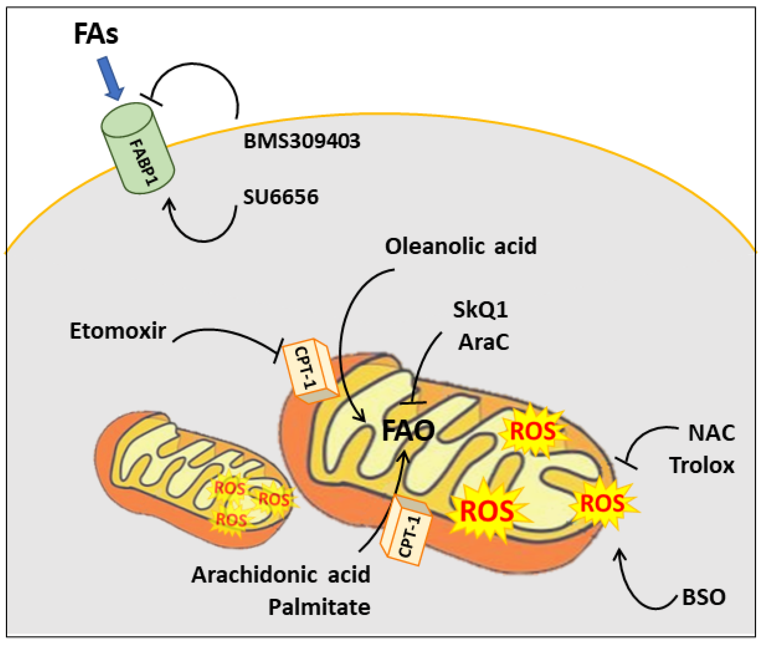 Cancers 13 05484 g003