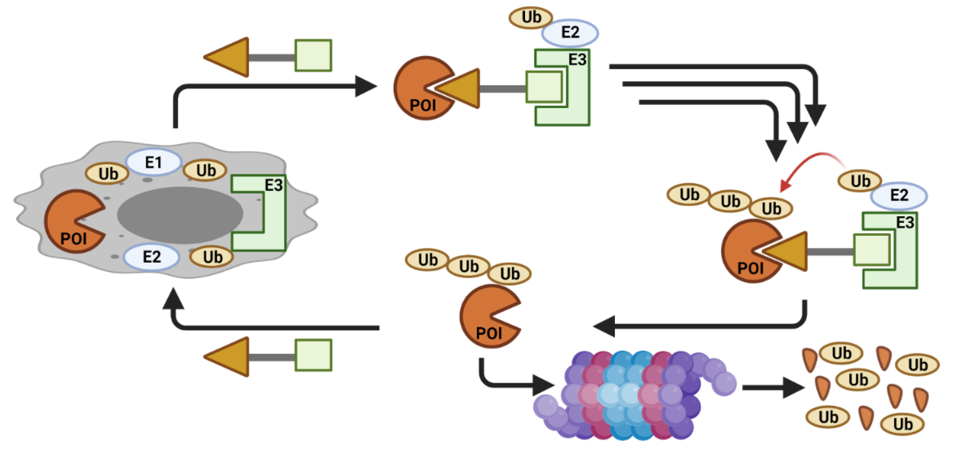 Cancers 13 05506 g002 Cancers 13 05506 g002