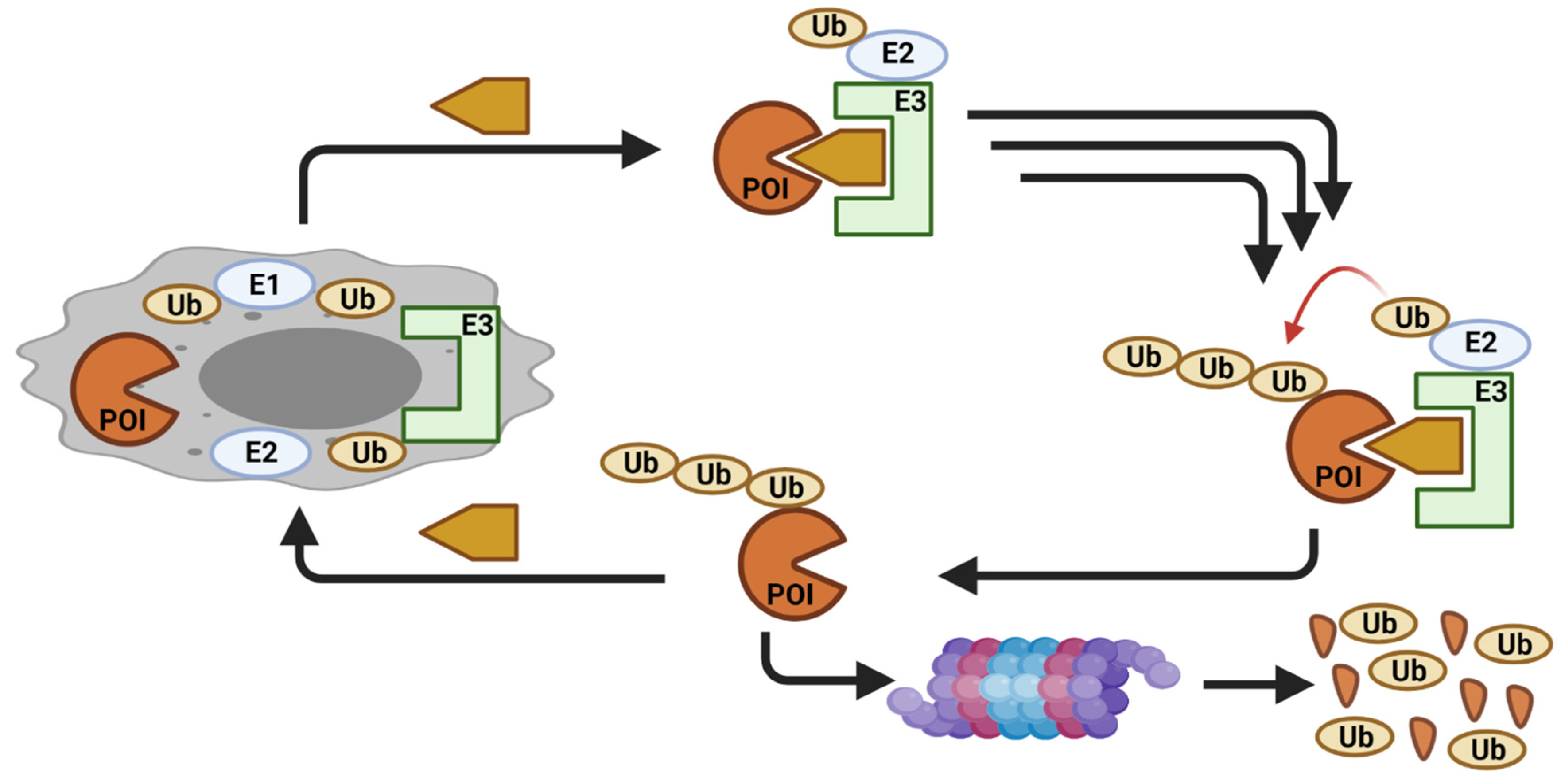 Cancers 13 05506 g009 Cancers 13 05506 g009