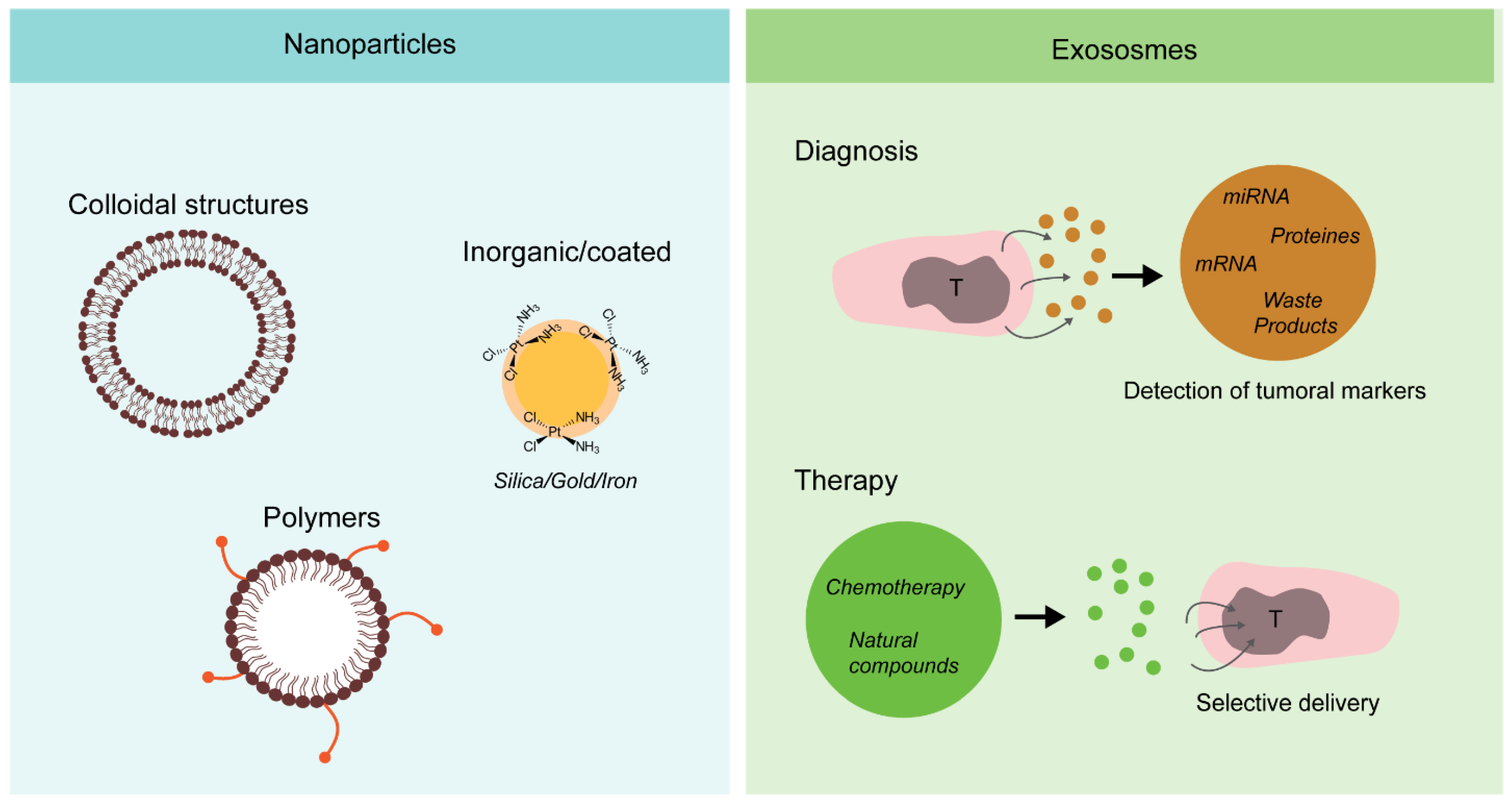 Cancers 13 05515 g004 Cancers 13 05515 g004