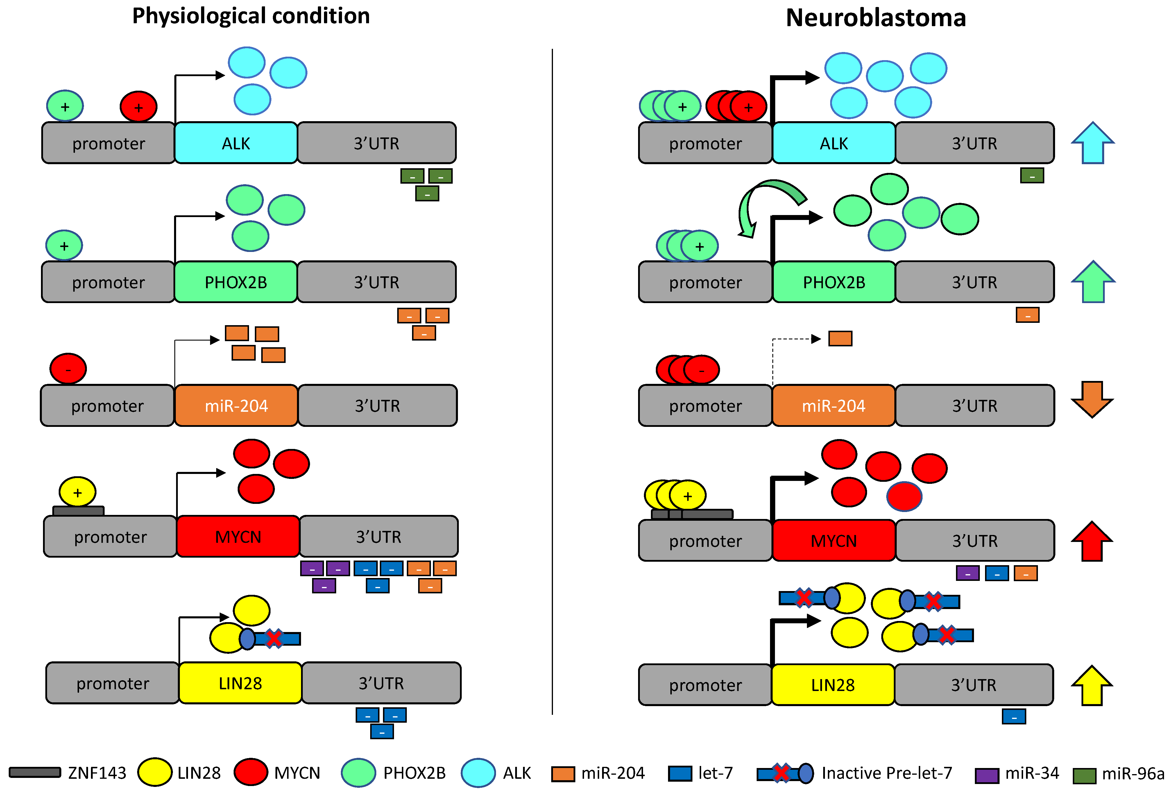 Cancers 13 05528 g005