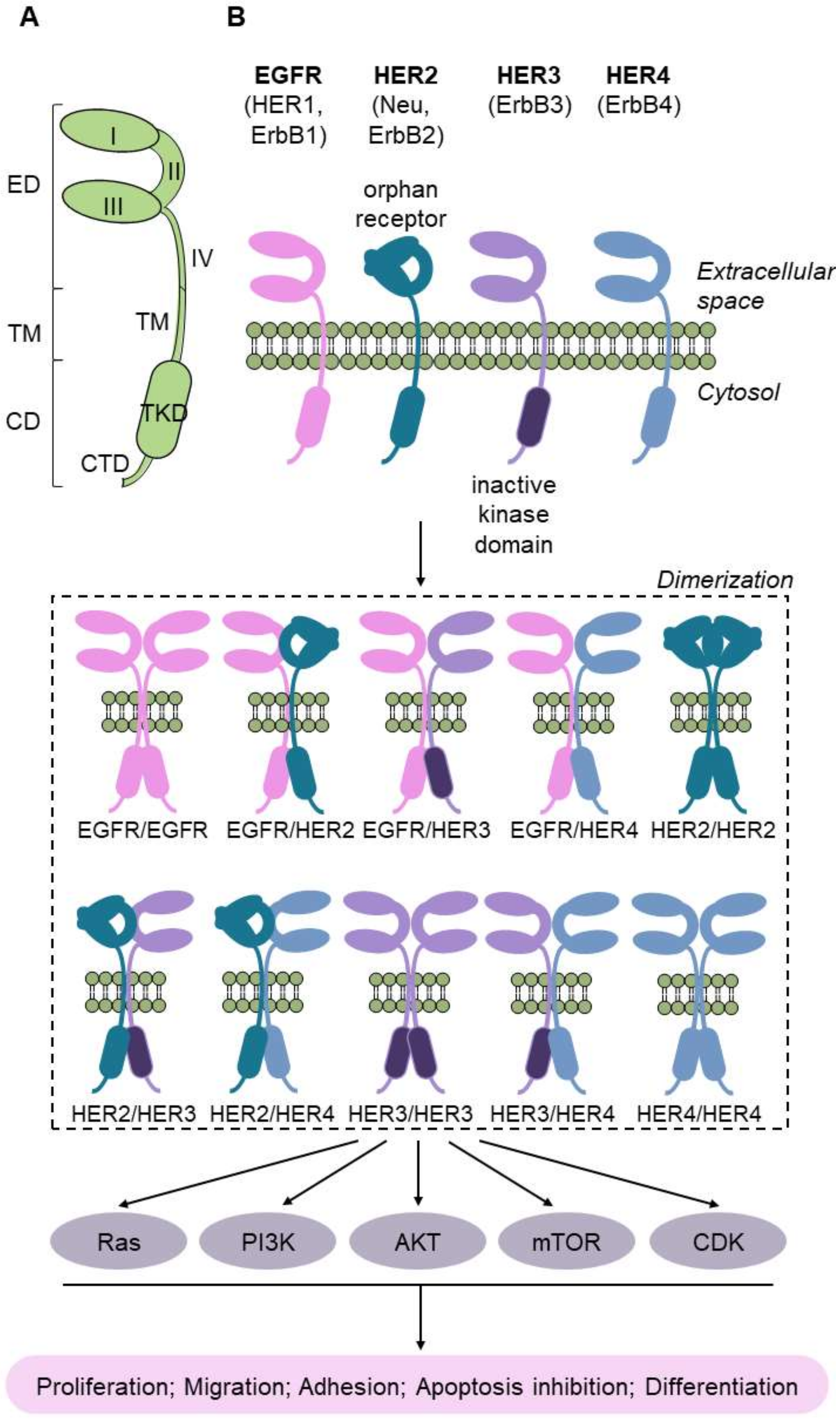 Cancers 13 05537 g008 Cancers 13 05537 g008
