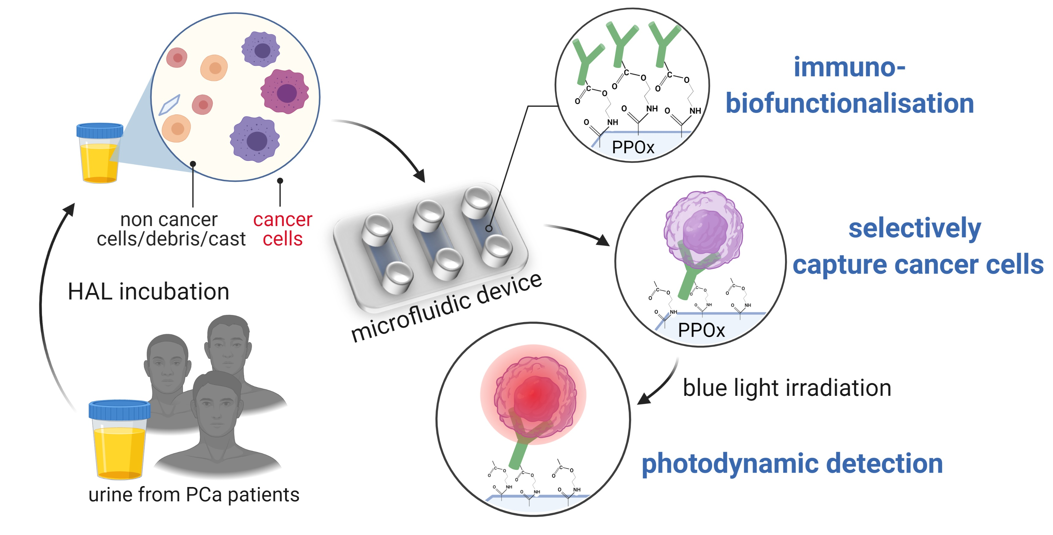 Cancers Free Full Text Selective Microfluidic Capture And Detection Of Prostate Cancer Cells From Urine Without Digital Rectal Examination Html