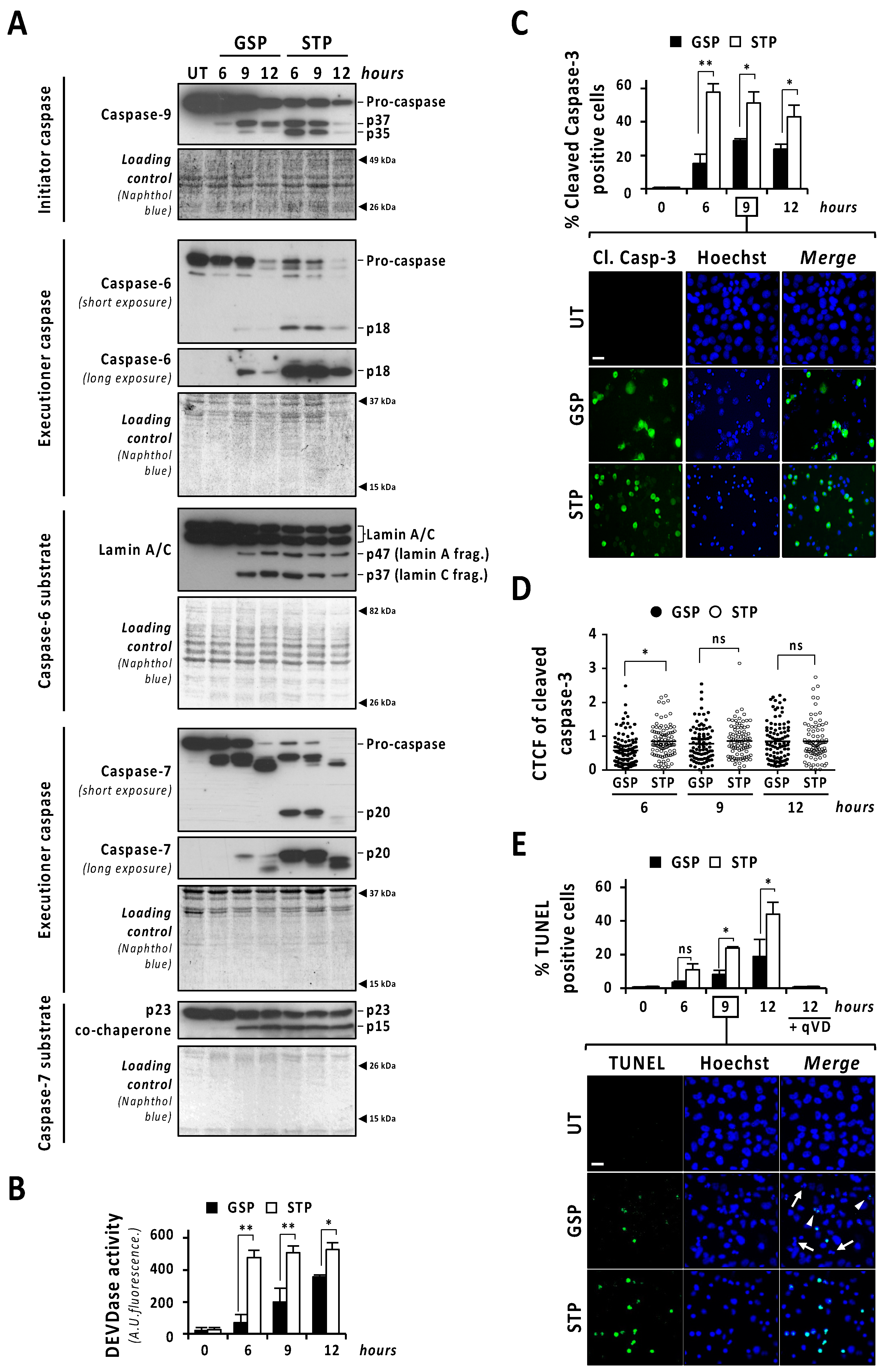 Cancers 13 05579 g003 Cancers 13 05579 g003