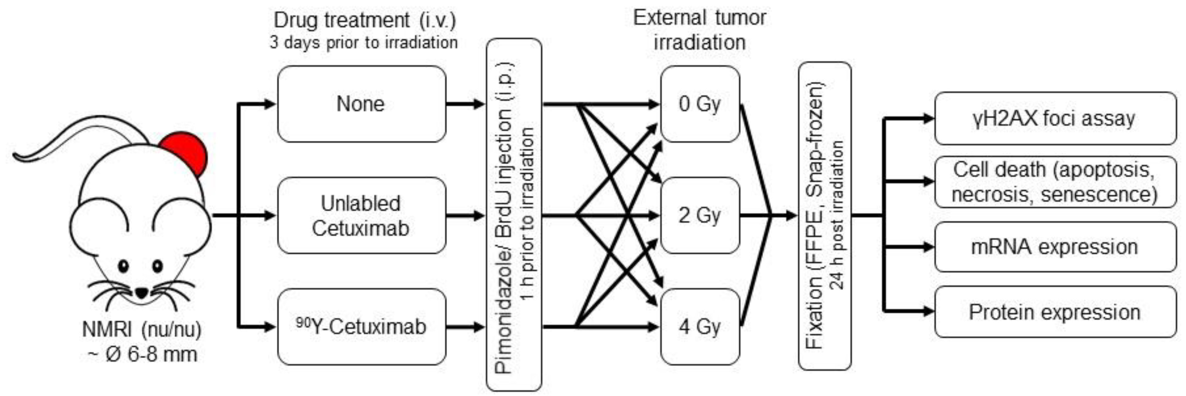 Cancers 13 05595 g001