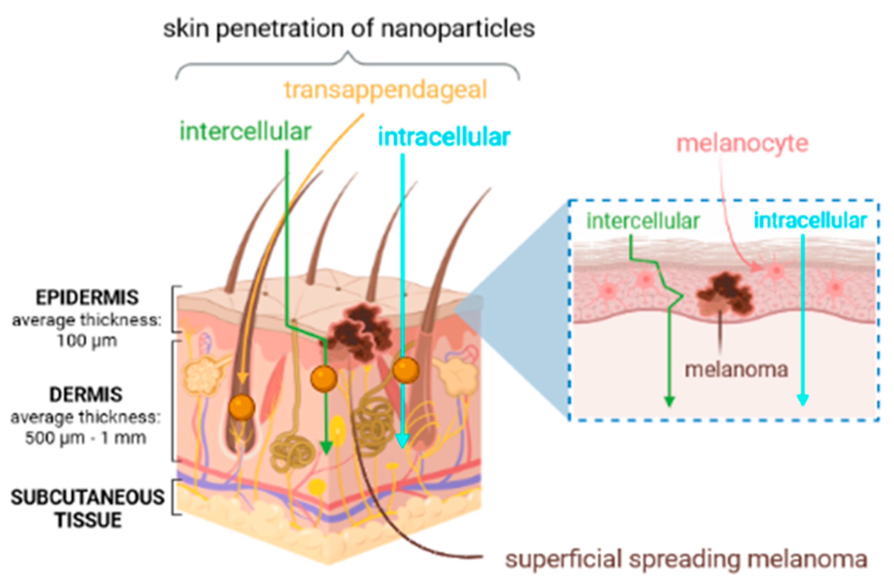 Cancers 13 05619 g002