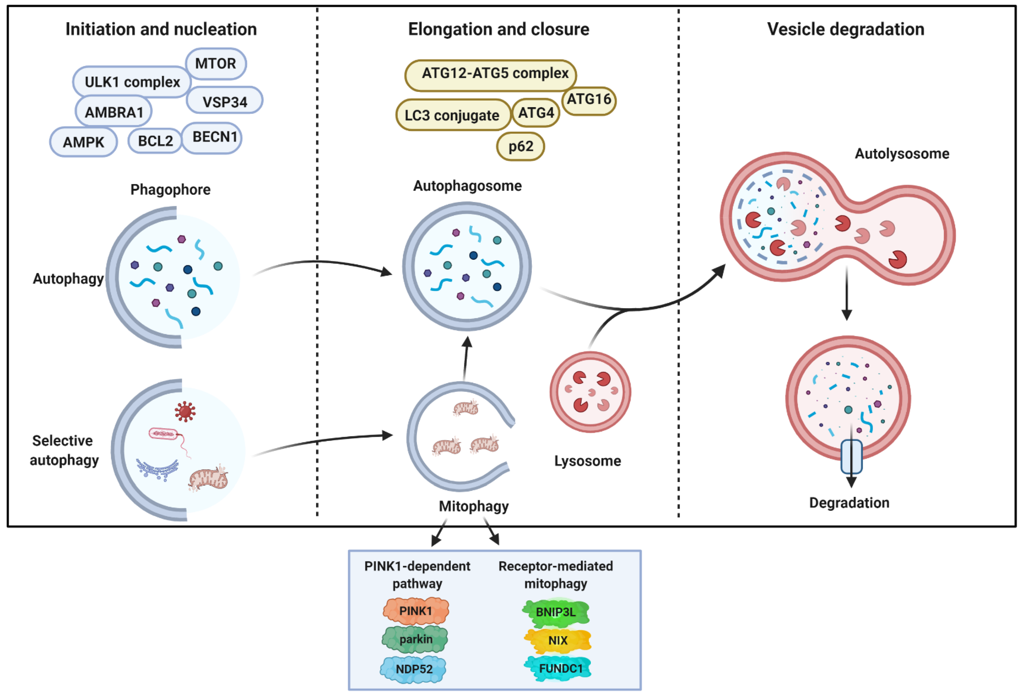 Full article: Interactions of Autophagy and the Immune System in Health and  Diseases