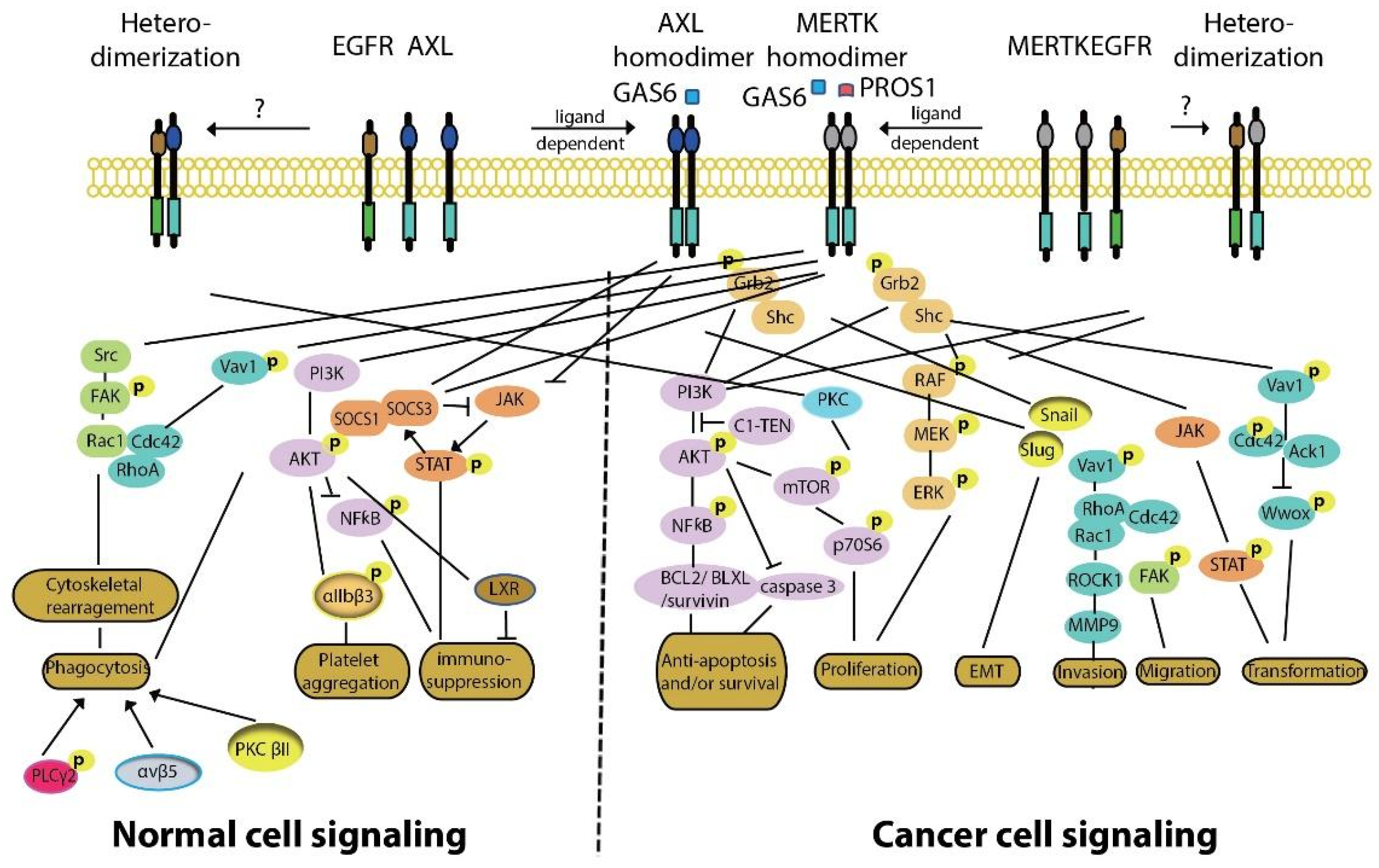 Cancers 13 05639 g002