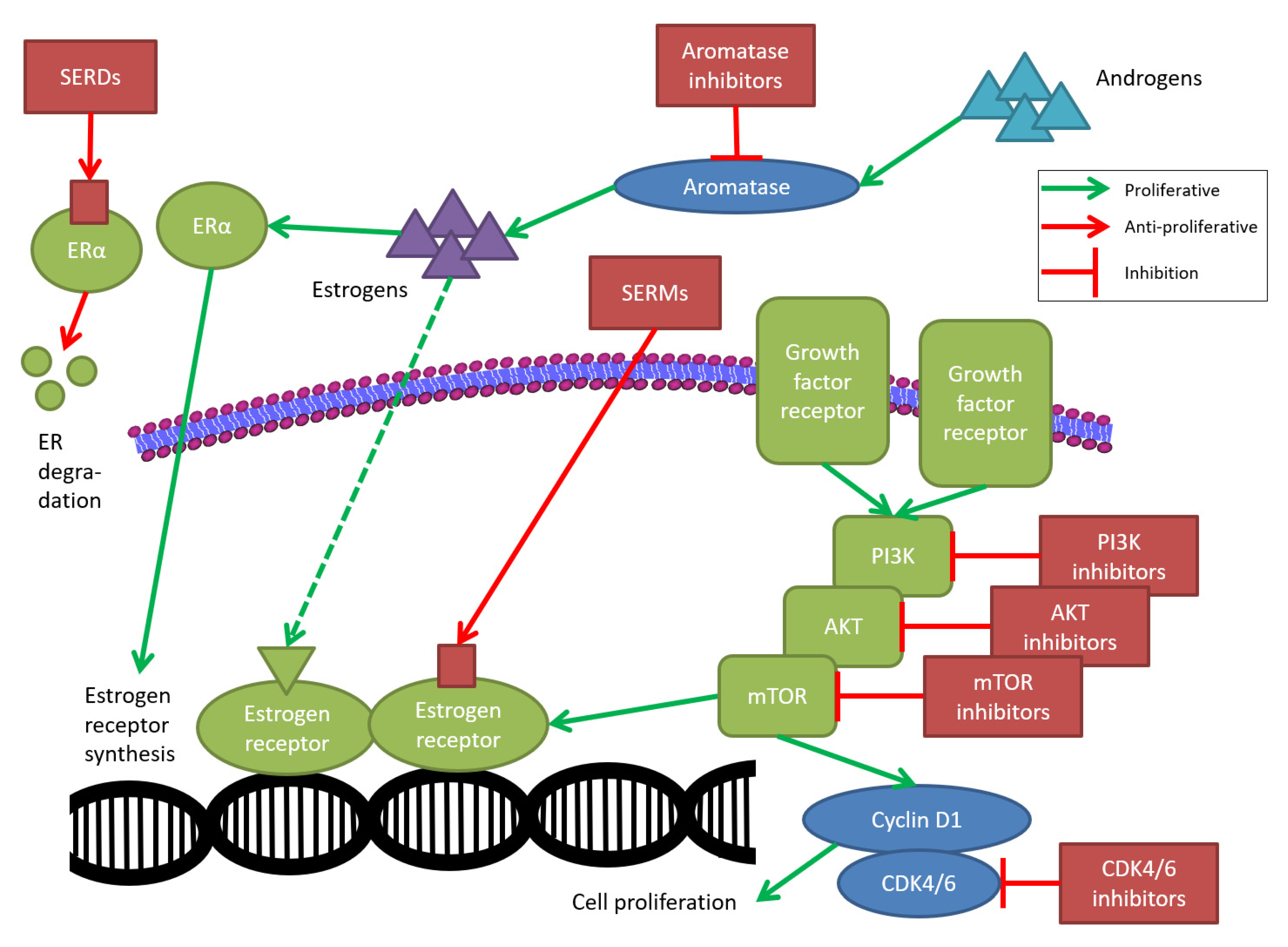 Cancers | Free Full-Text | Endocrine Treatment for Breast Cancer
