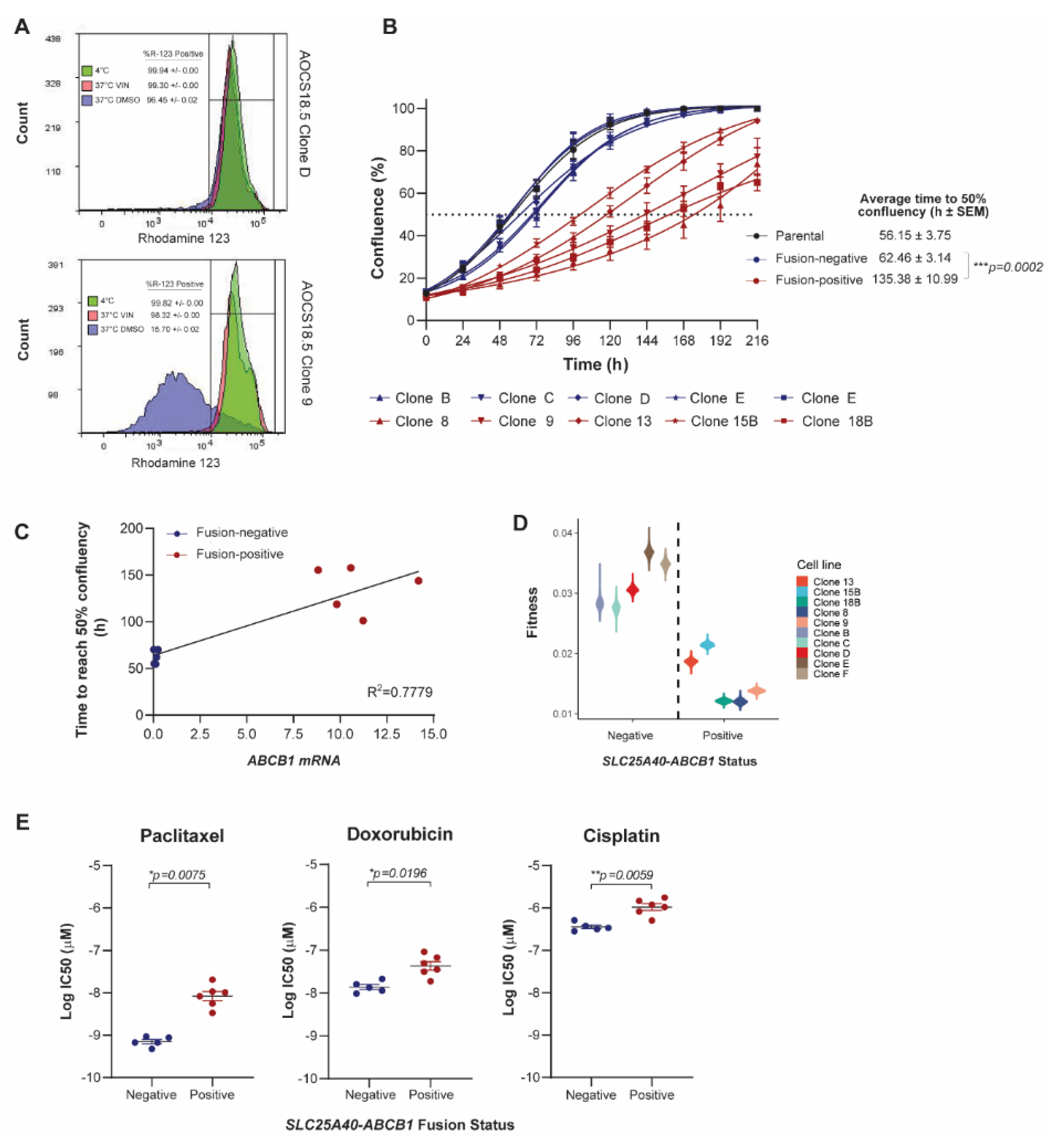 Phenotypic Consequences of SLC25A40-ABCB1 Fusions beyond