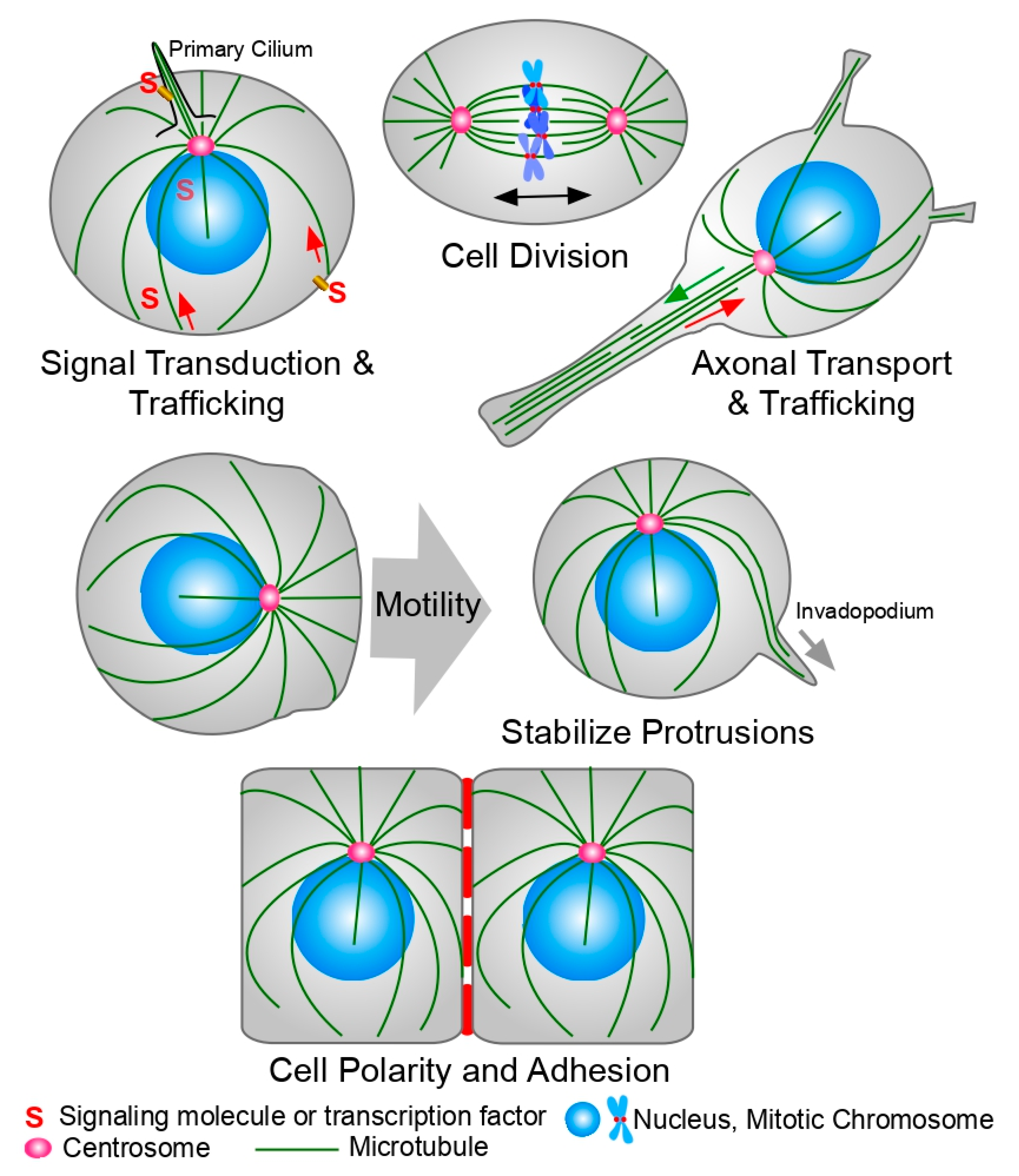Cancers 13 05650 g001