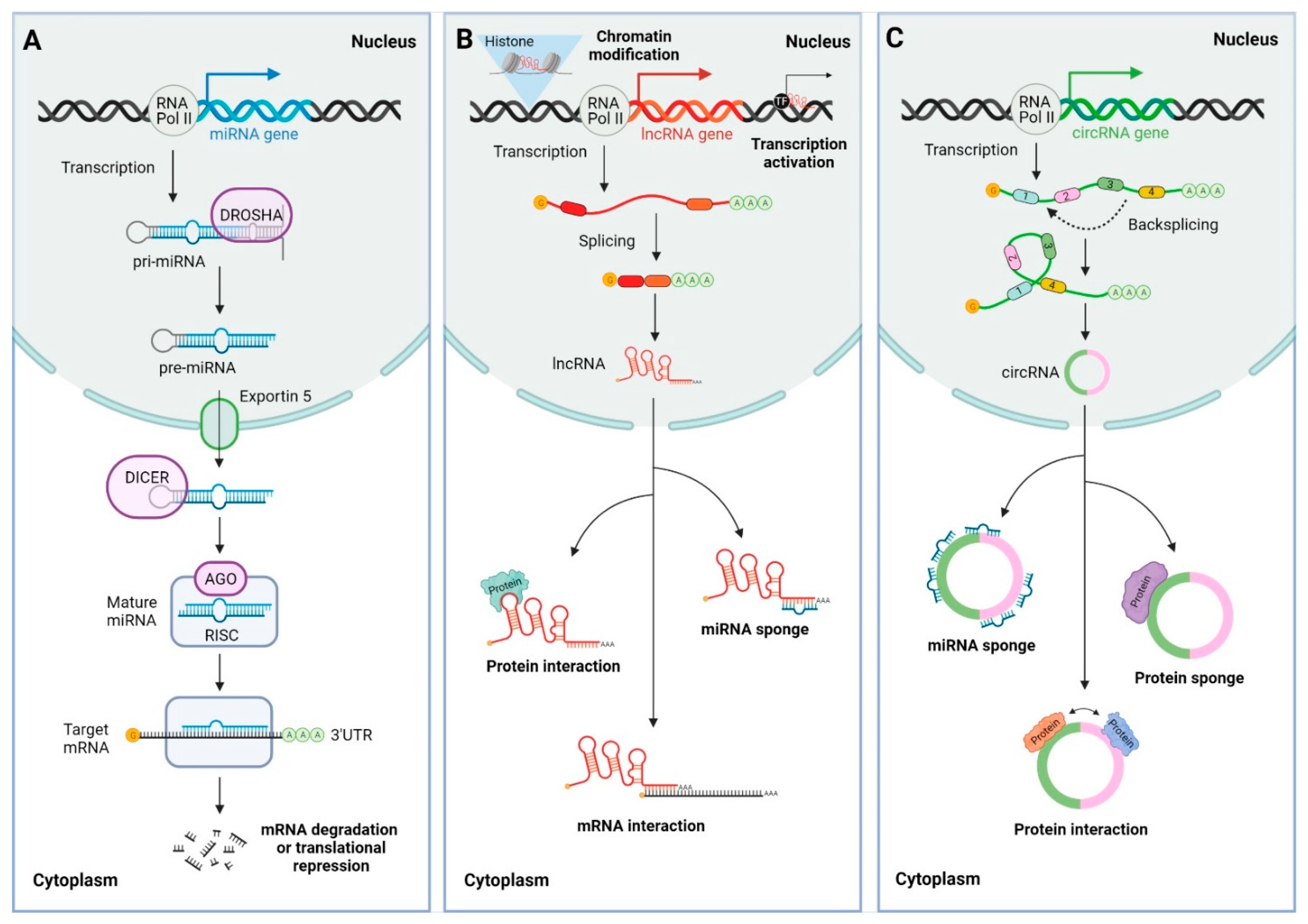 Cancers 13 05651 g001 550