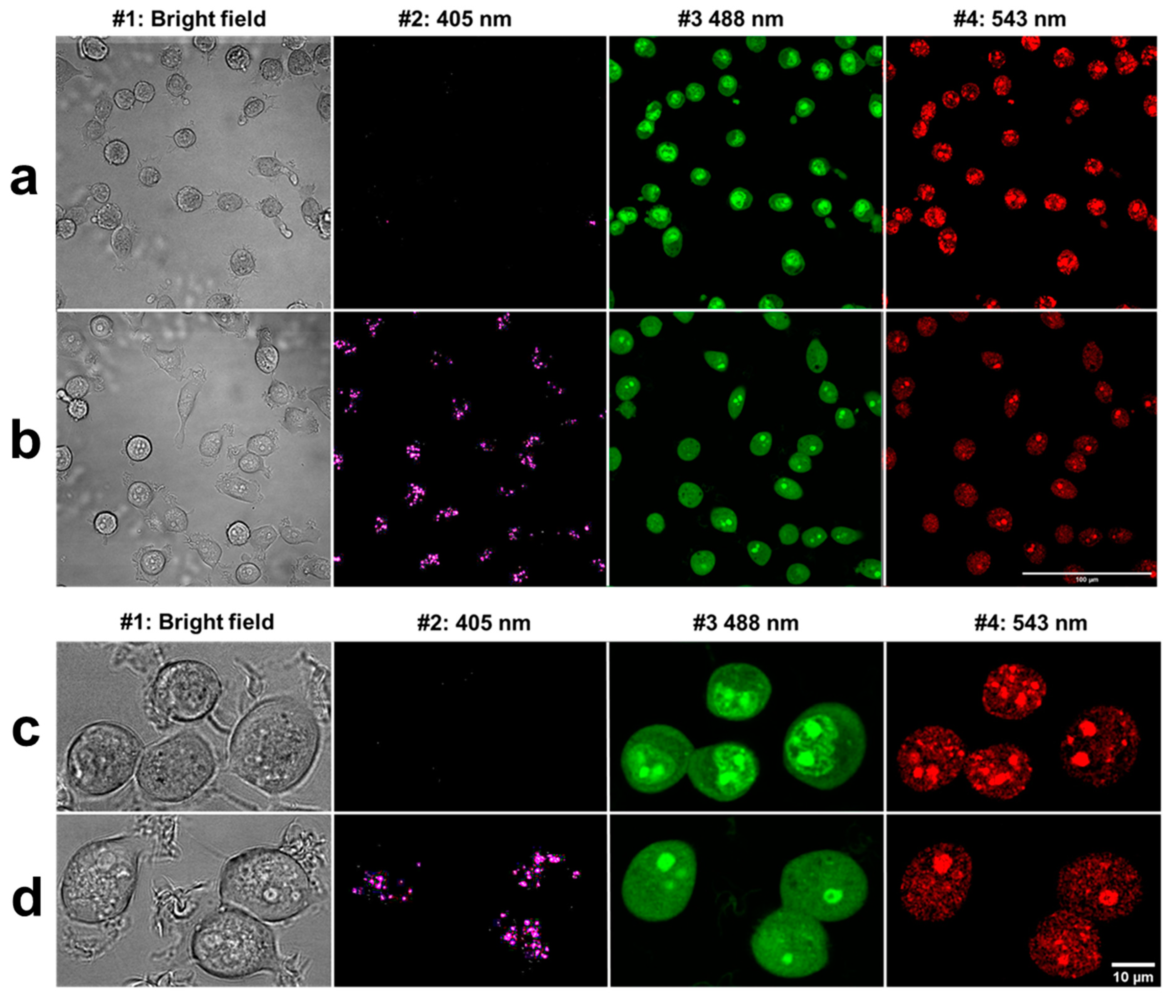 Cancers 13 05652 g002 550