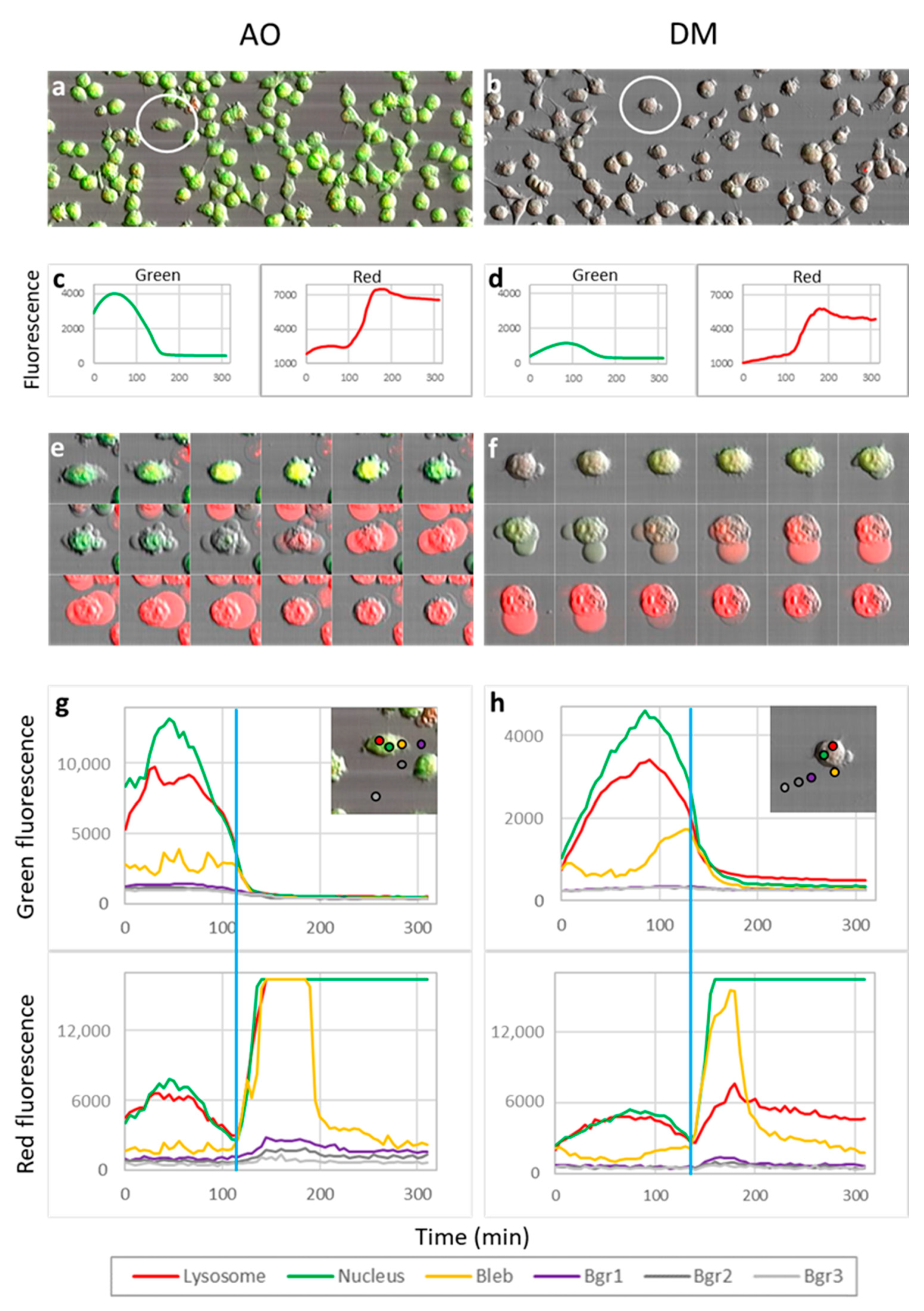 Cancers 13 05652 g005 550