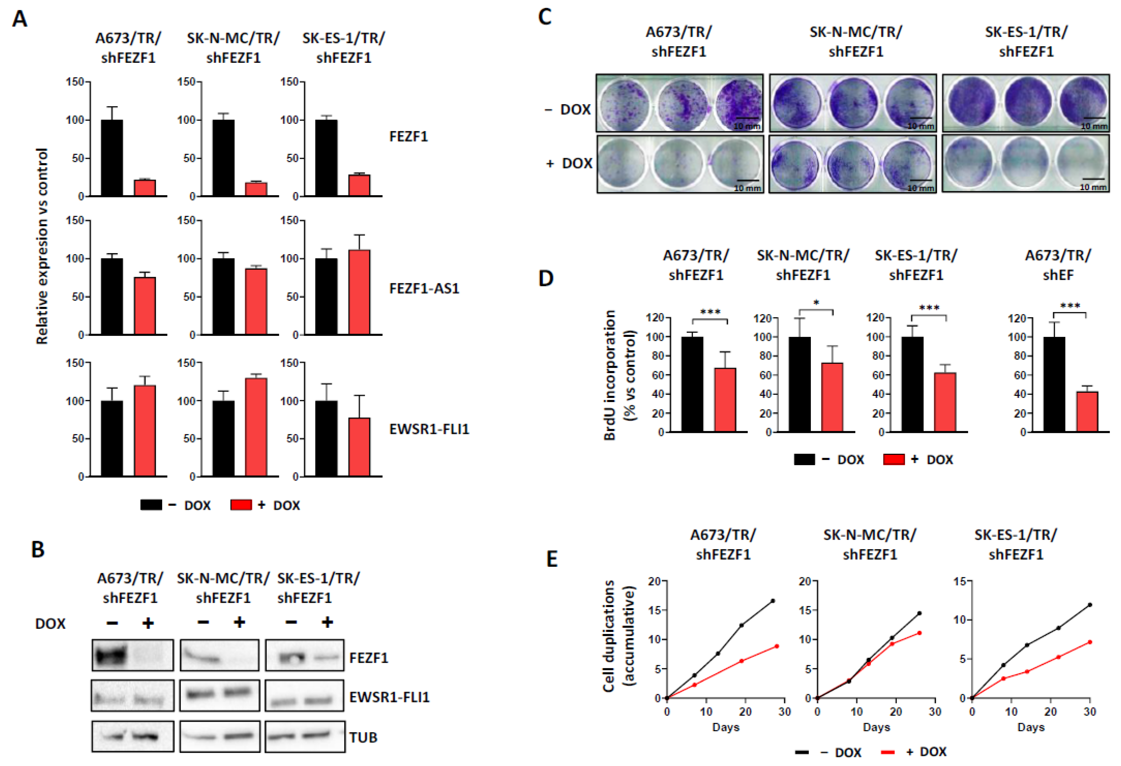 Cancers 13 05668 g004 Cancers 13 05668 g004