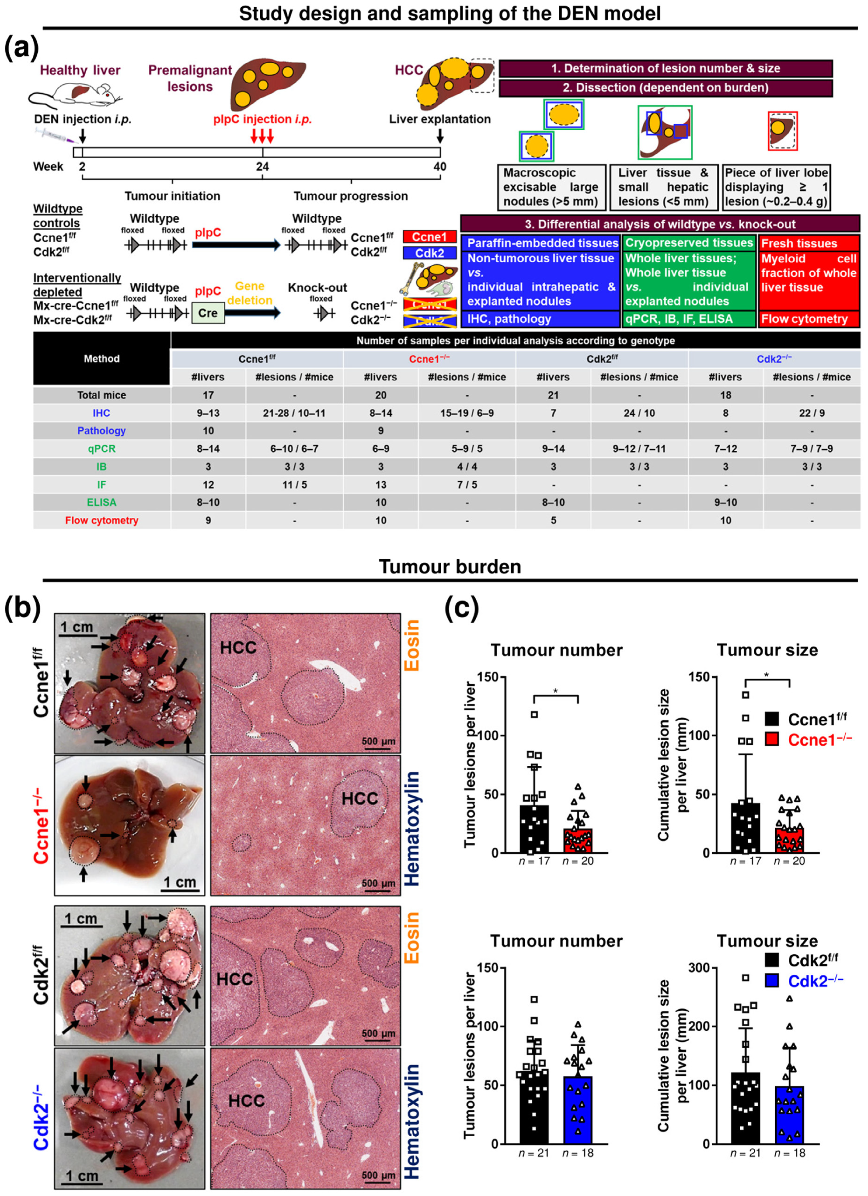 Cancers 13 05680 g001
