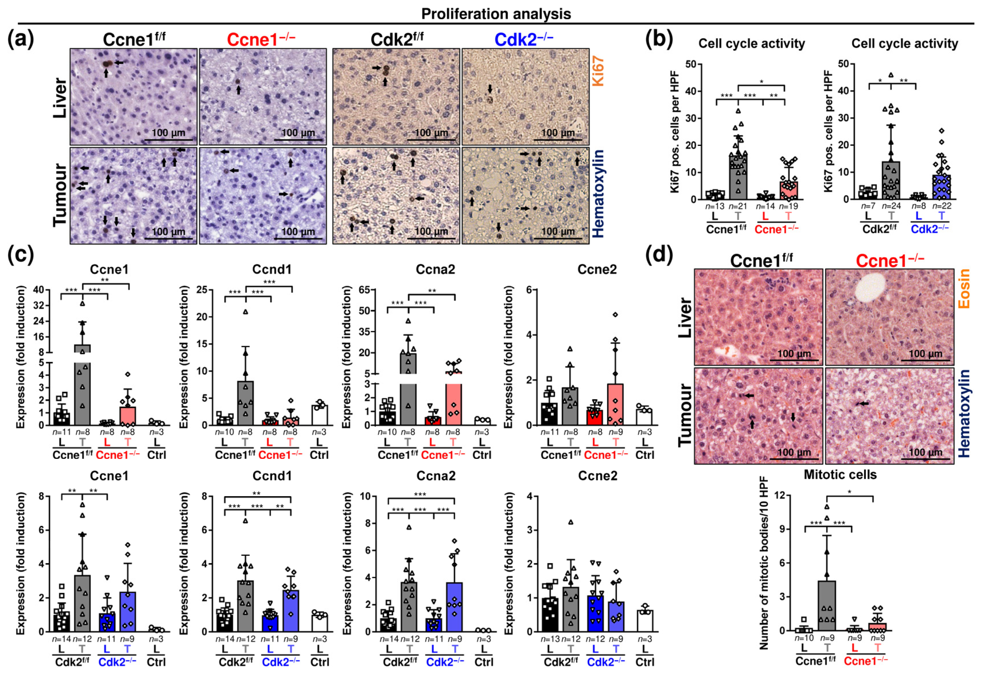Cancers 13 05680 g002