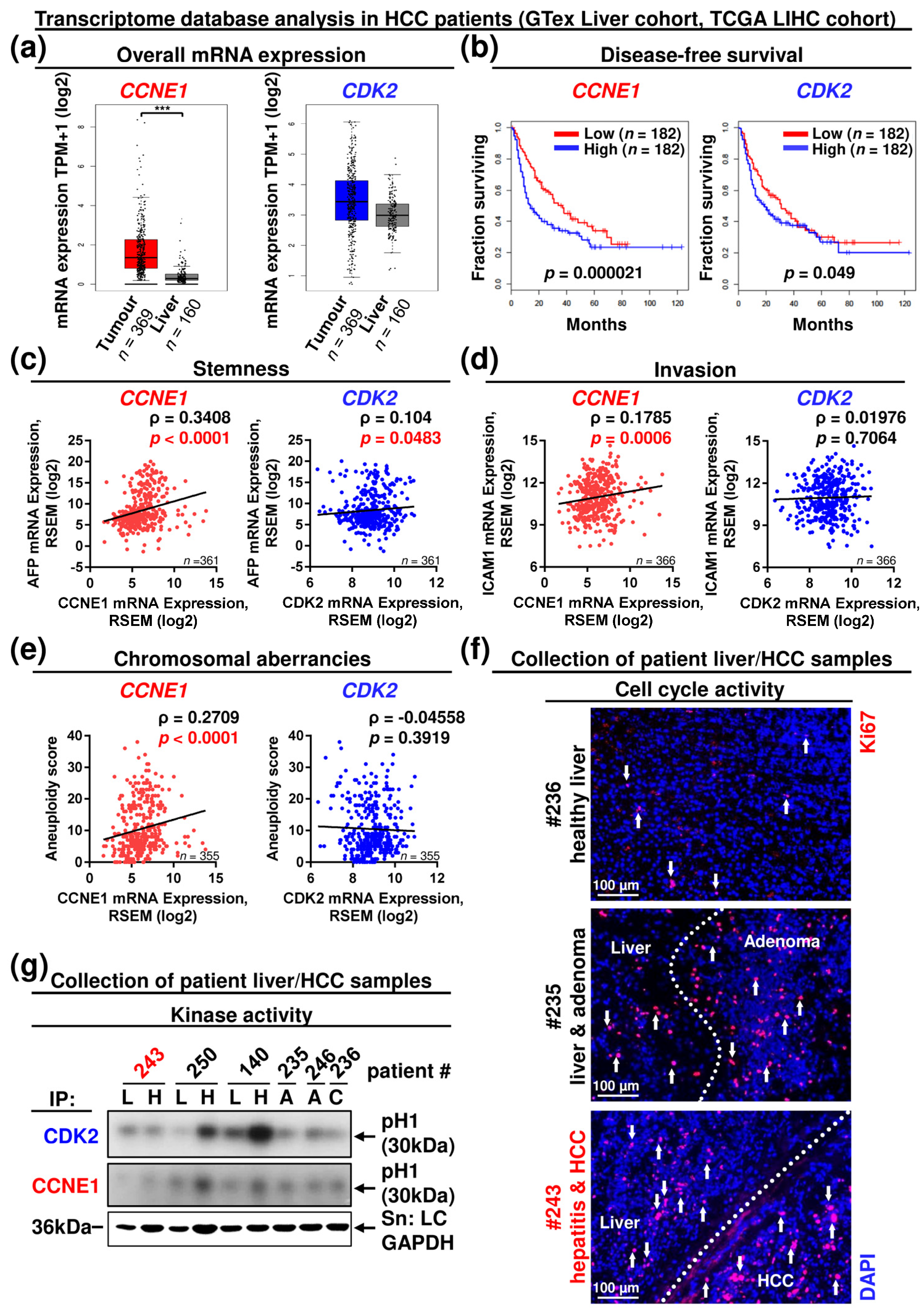 Cancers 13 05680 g006